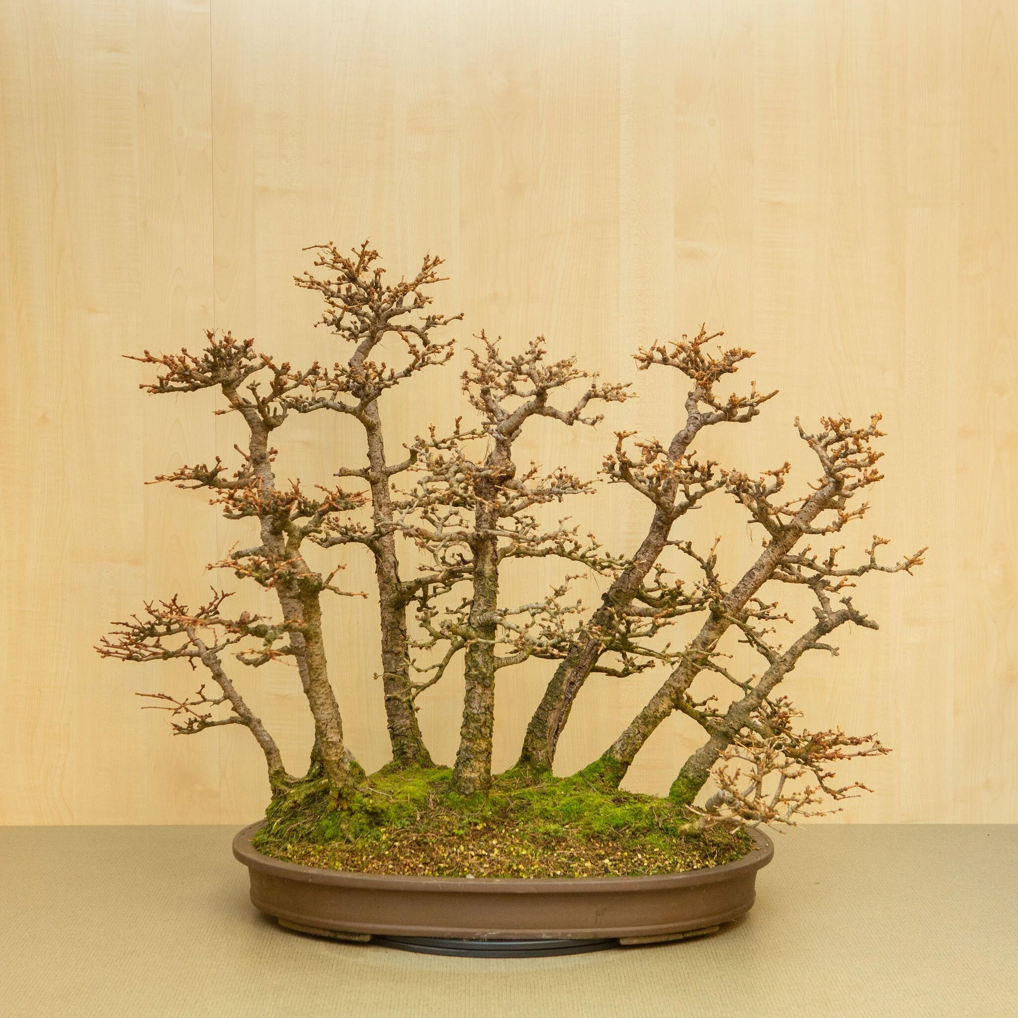 Larix kaempferi ongeglazuurde ovale pot 62 cm, hoogte ~73 cm - Image 3
