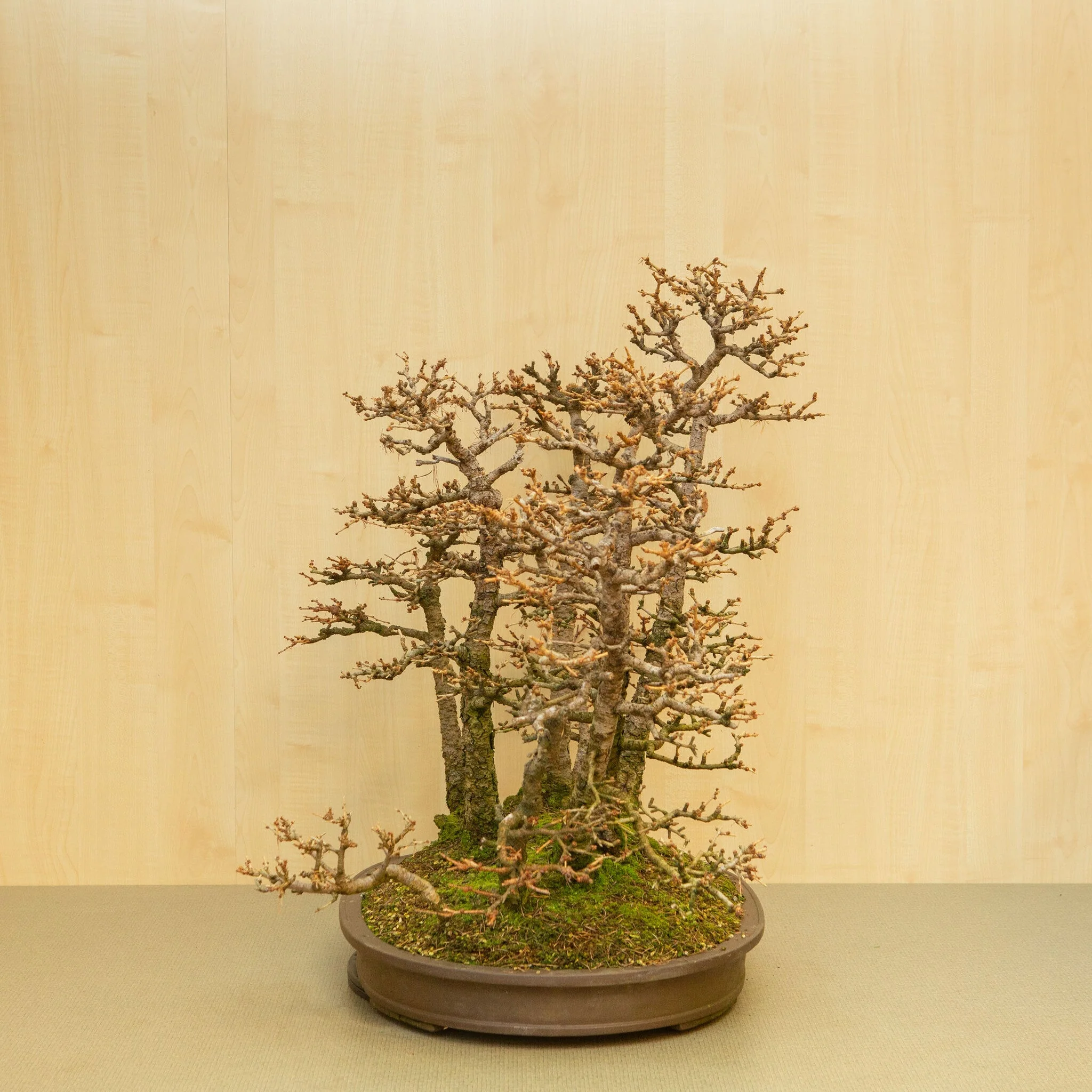 Larix kaempferi ongeglazuurde ovale pot 62 cm, hoogte ~73 cm - Image 4