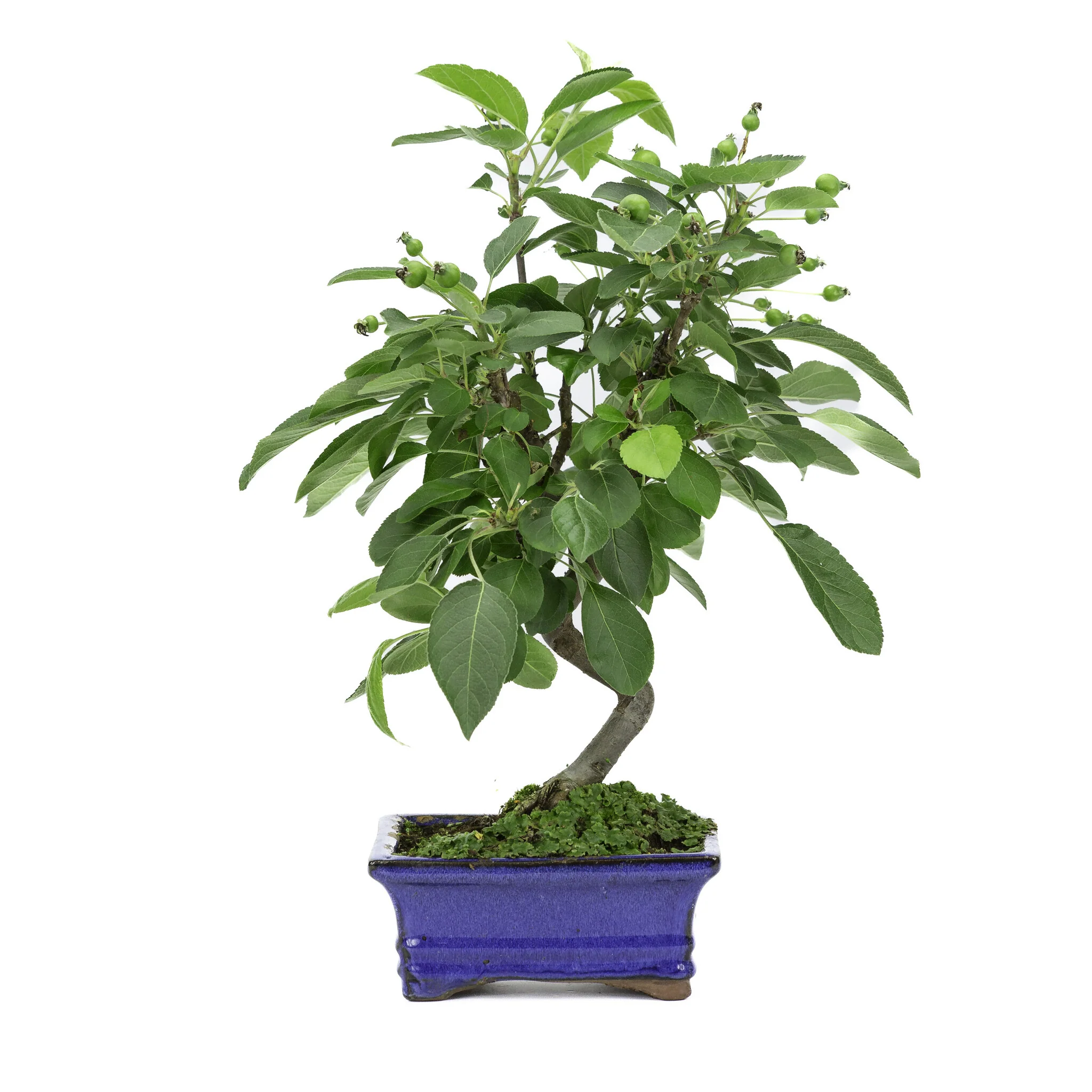 Malus blauwe rechthoekige pot 15cm, hoogte ~35cm