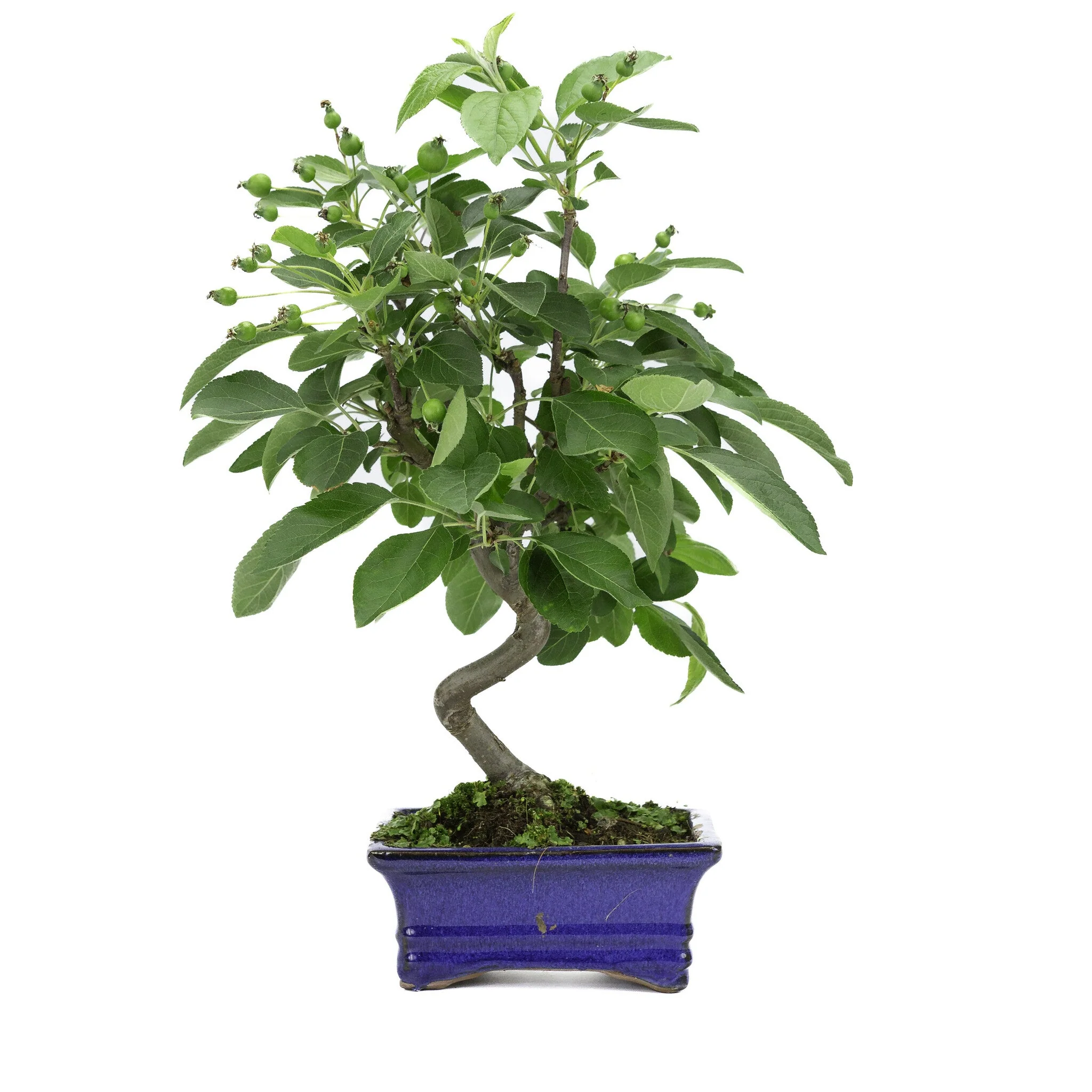 Malus blauwe rechthoekige pot 15cm, hoogte ~35cm - Image 3