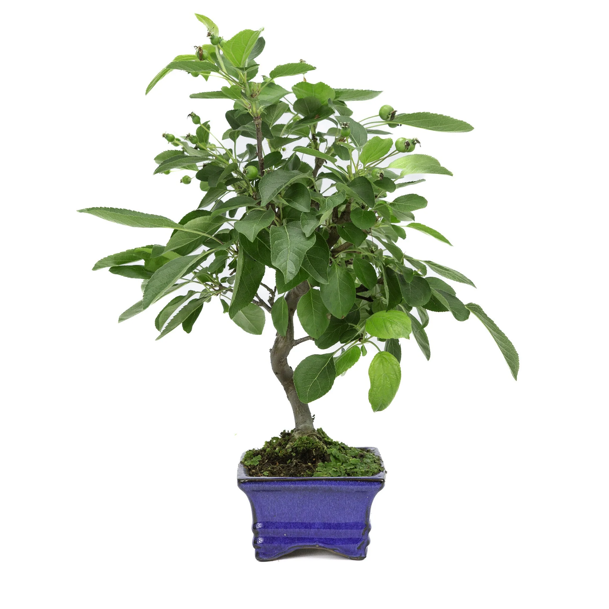 Malus blauwe rechthoekige pot 15cm, hoogte ~35cm - Image 4