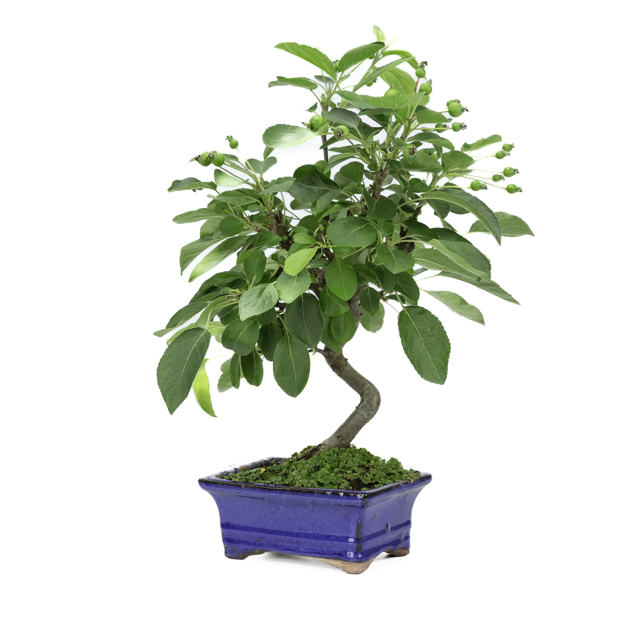 Malus blauwe rechthoekige pot 15cm, hoogte ~35cm - Image 5