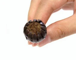 Bonsai mestkorfjes Kikuwa petite dome groot (10 stuks) - Image 4