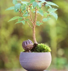 Bonsai mestkorfjes Kikuwa petite dome groot (10 stuks) - Image 5