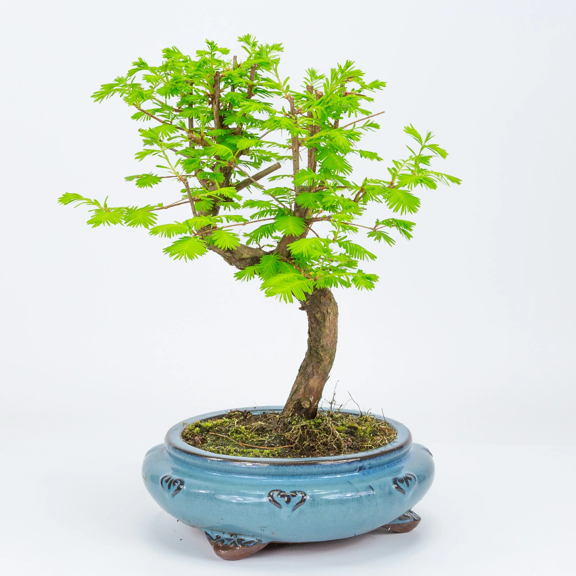 Miniatuur 1