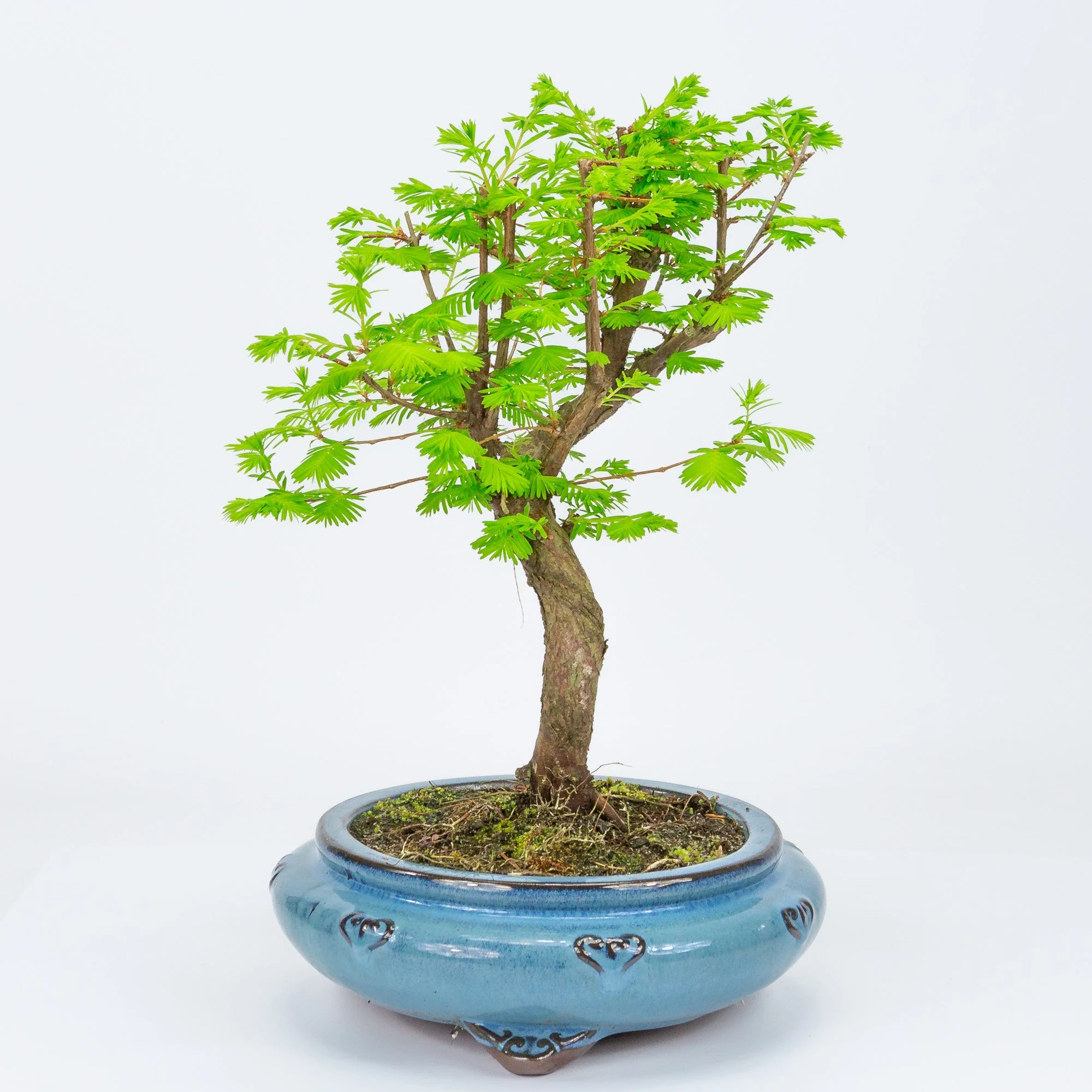 Miniatuur 2
