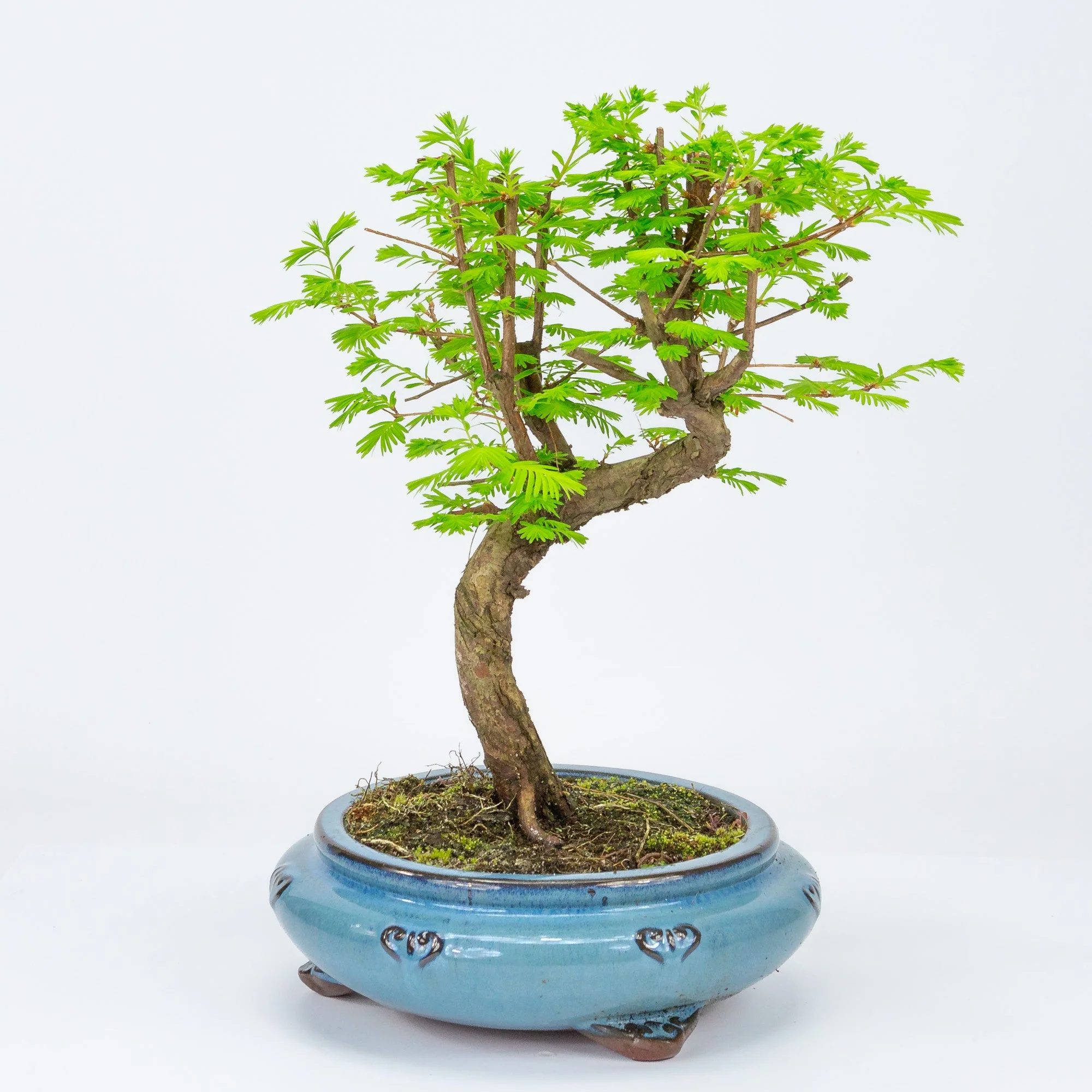 Metasequoia blauwe ronde pot 20cm, hoogte 40cm - Image 3