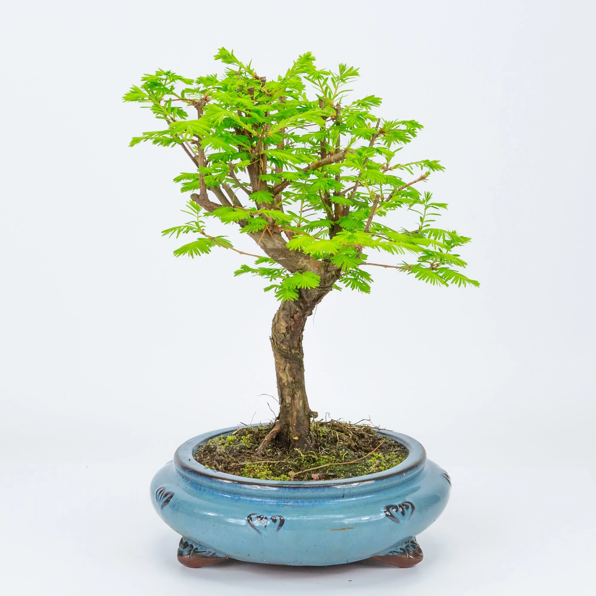 Metasequoia blauwe ronde pot 20cm, hoogte 40cm - Image 4