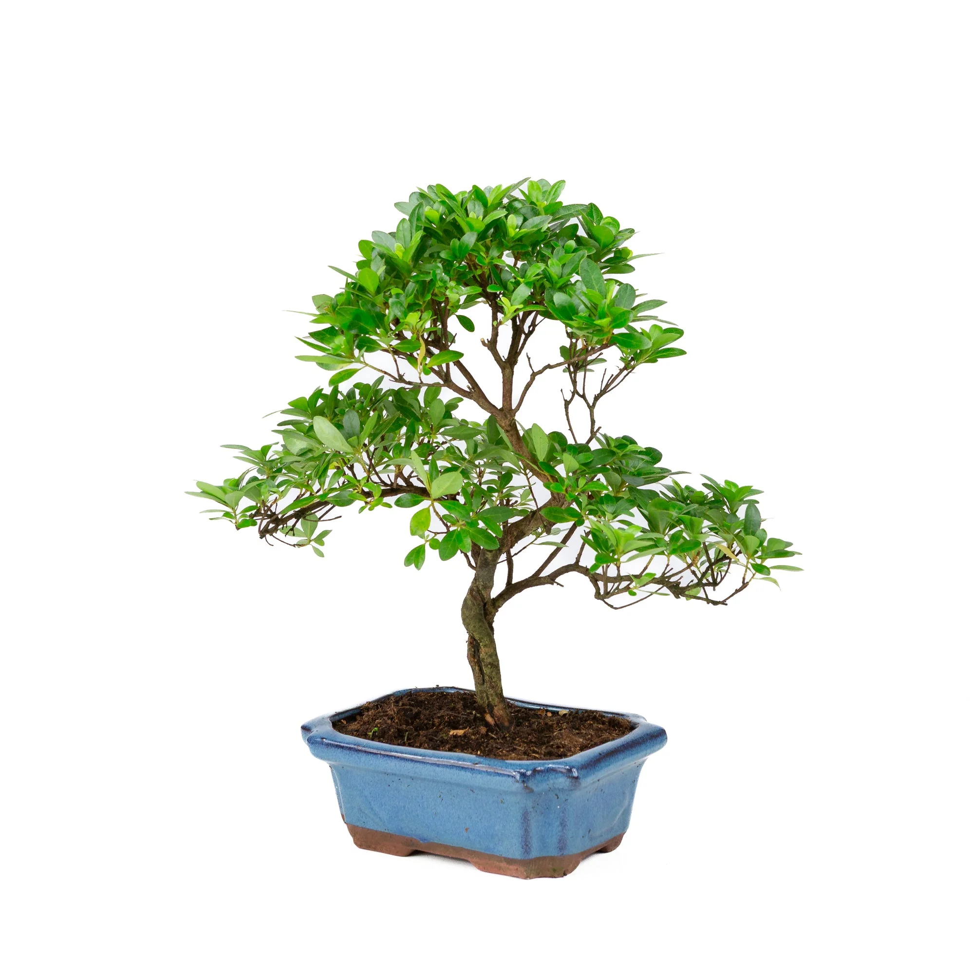 Rhododendron indicum S-vorm blauwe pot 18cm, hoogte ~36cm - Image 3
