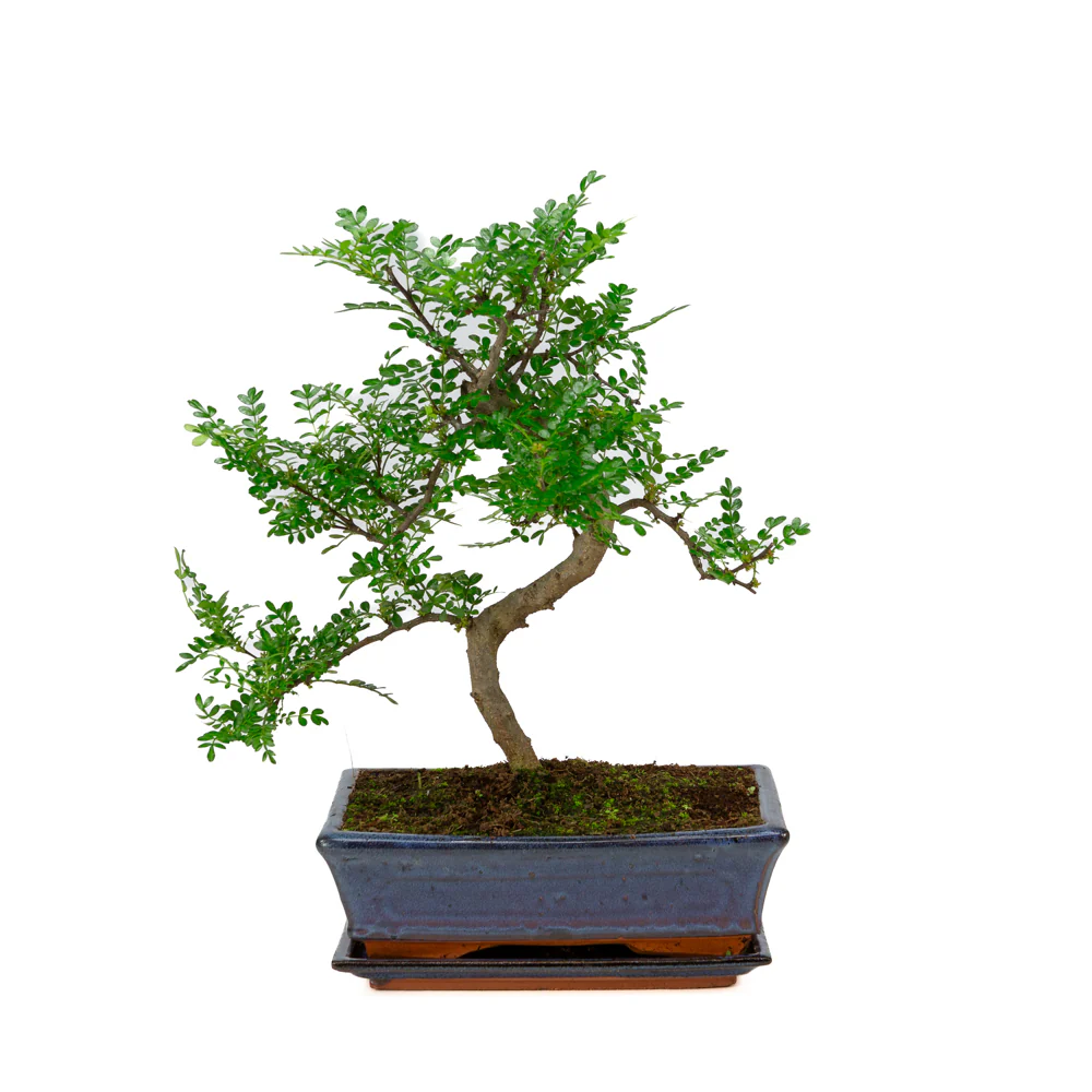 Zanthoxylum piperitium Bonsai in blauwe pot 25cm, hoogte ~48cm