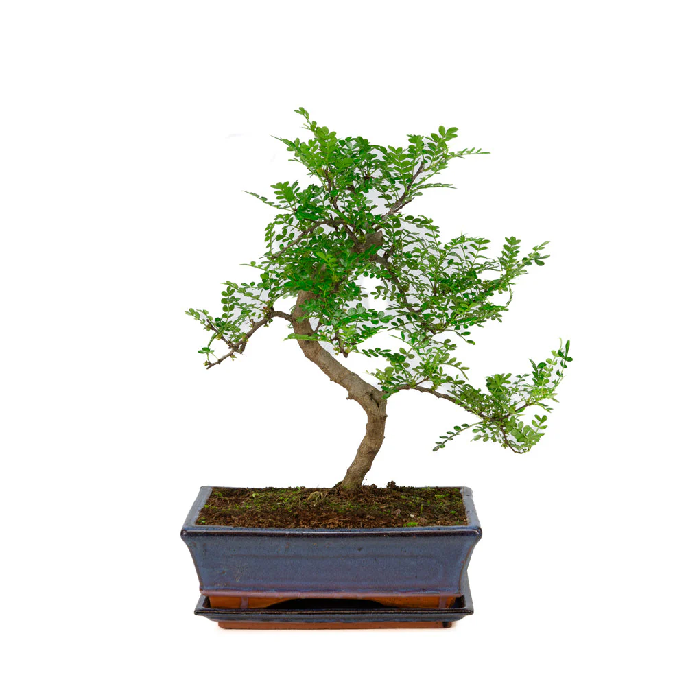 Zanthoxylum piperitium Bonsai in blauwe pot 25cm, hoogte ~48cm - Image 2