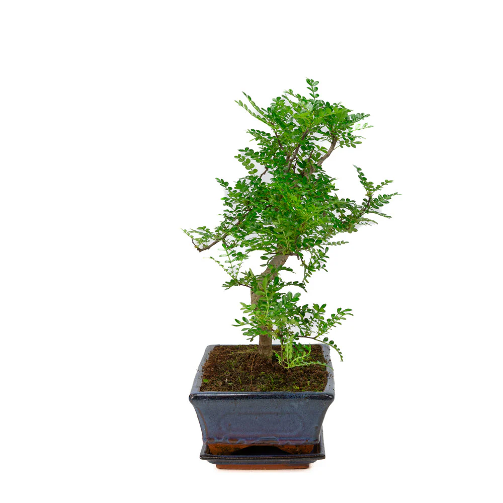 Zanthoxylum piperitium Bonsai in blauwe pot 25cm, hoogte ~48cm - Image 3
