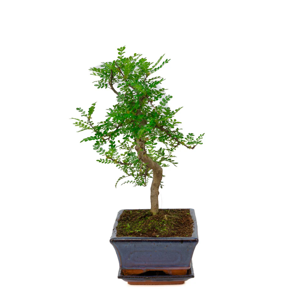 Zanthoxylum piperitium Bonsai in blauwe pot 25cm, hoogte ~48cm - Image 4