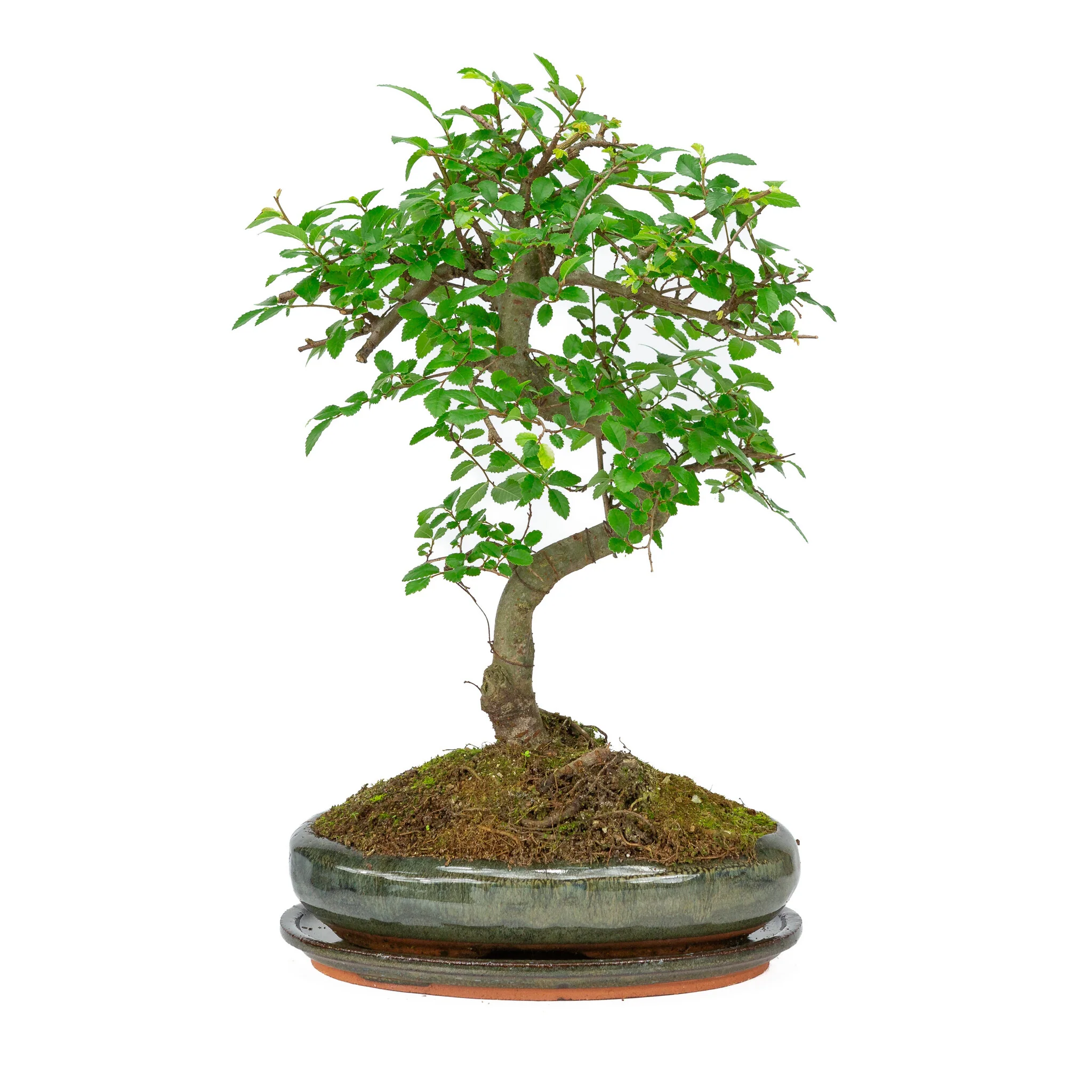 Miniatuur 1