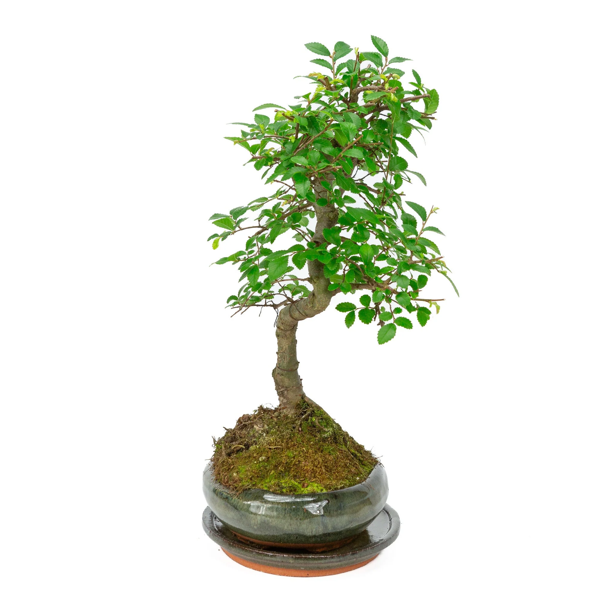 Miniatuur 2