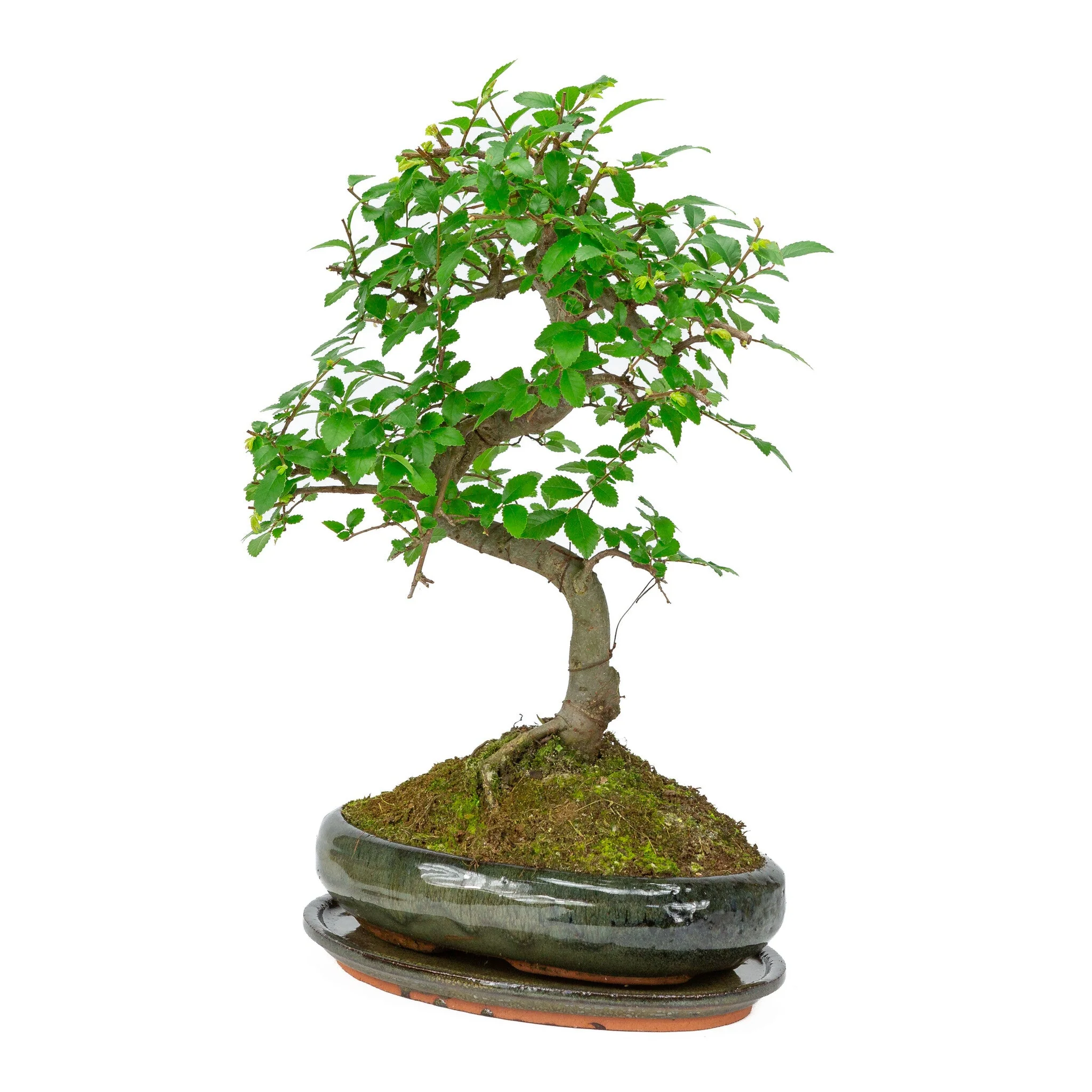 Zelkova Bonsai in groene ovale pot 24cm, hoogte ~35cm - Image 3