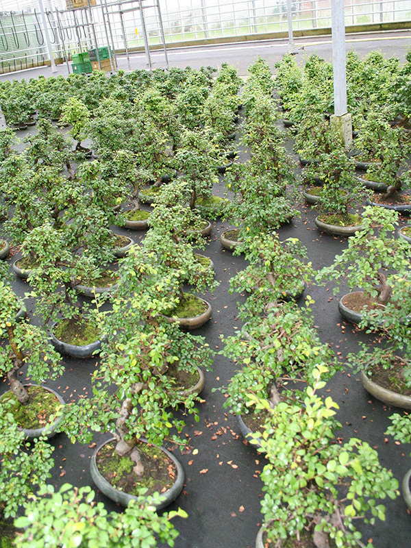 Zelkova Bonsai in groene ovale pot 24cm, hoogte ~35cm - Image 4