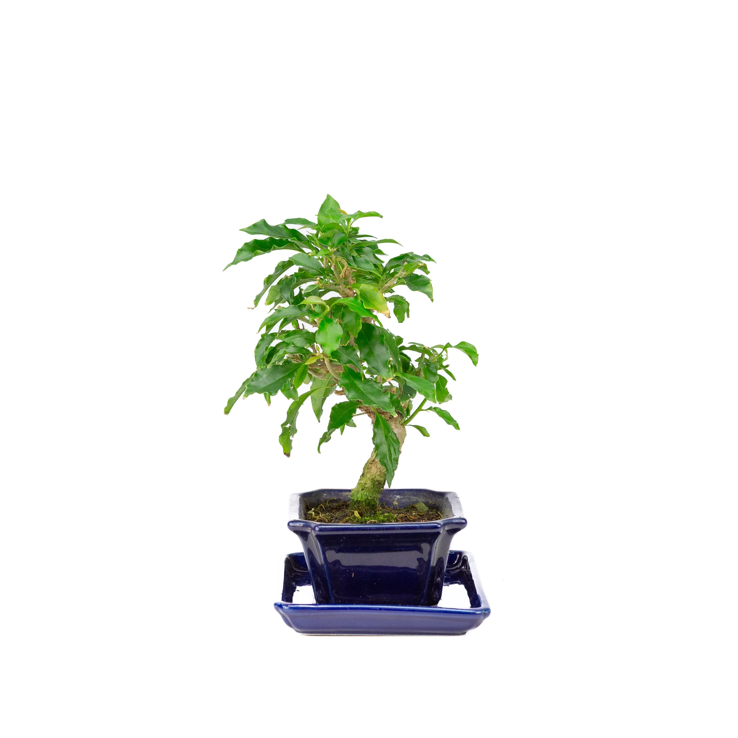 Bougainvillea glabra Bonsai in bruine pot 13cm, hoogte ~24cm - Image 2