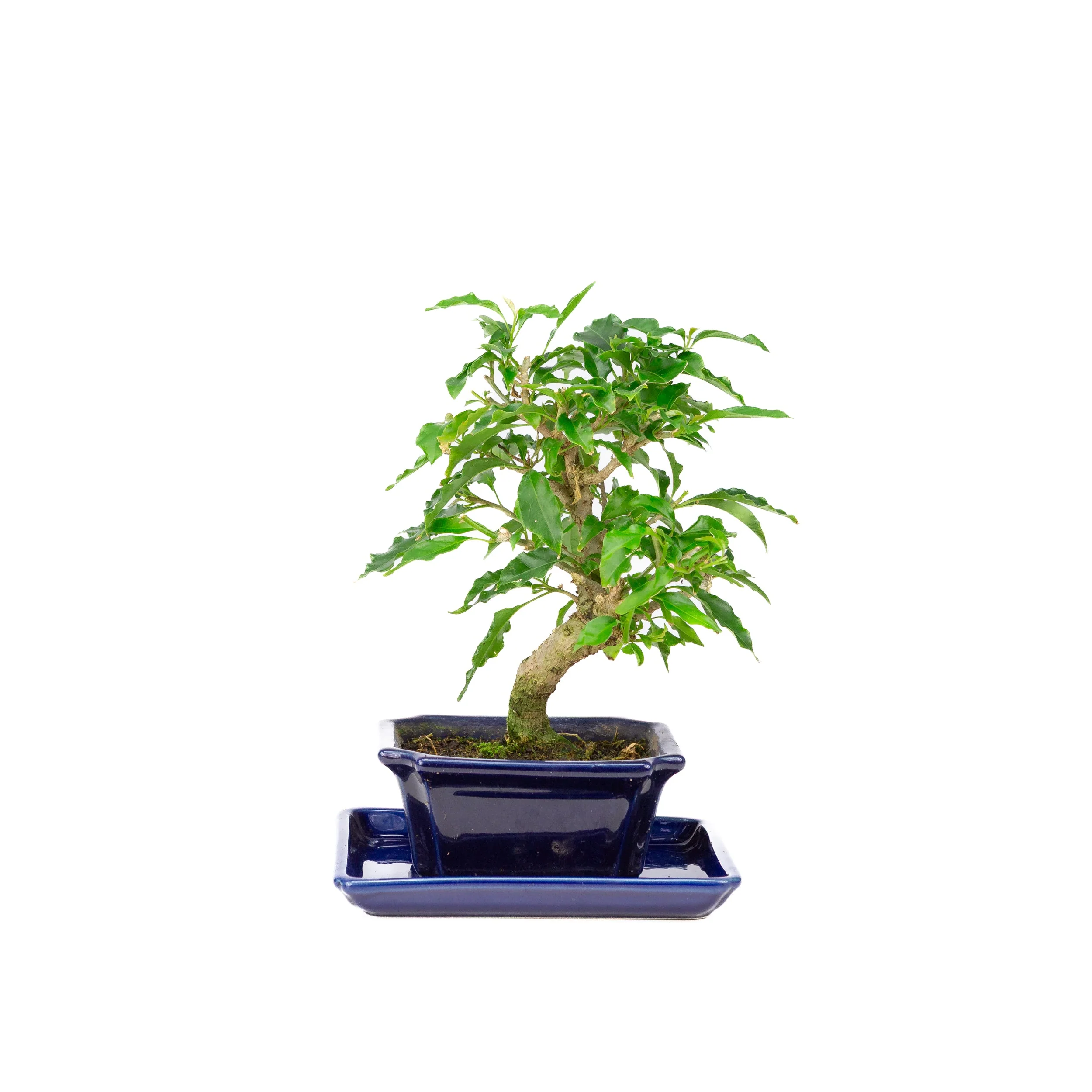 Bougainvillea glabra Bonsai in bruine pot 13cm, hoogte ~24cm - Image 3