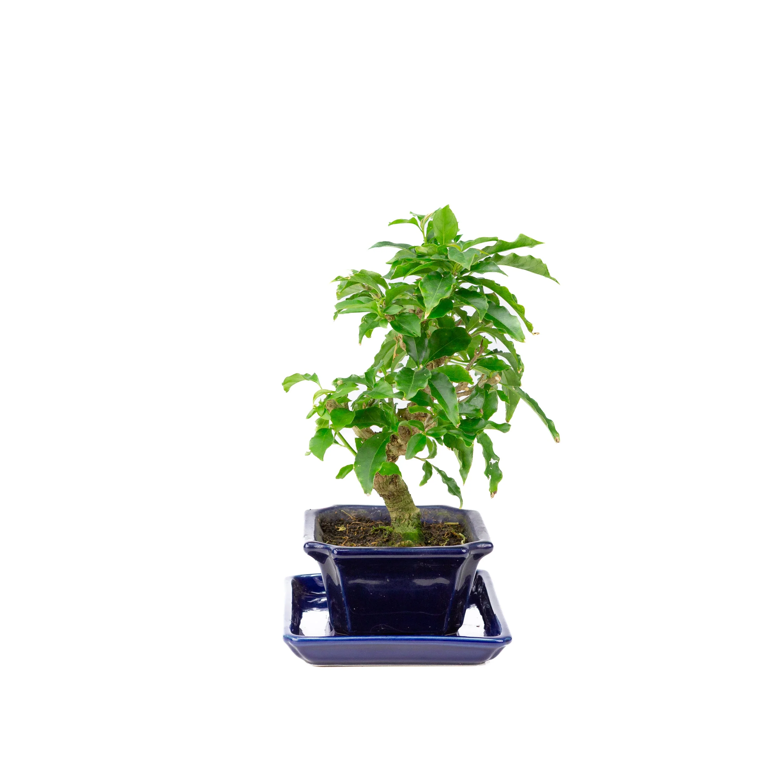 Bougainvillea glabra Bonsai in bruine pot 13cm, hoogte ~24cm - Image 4