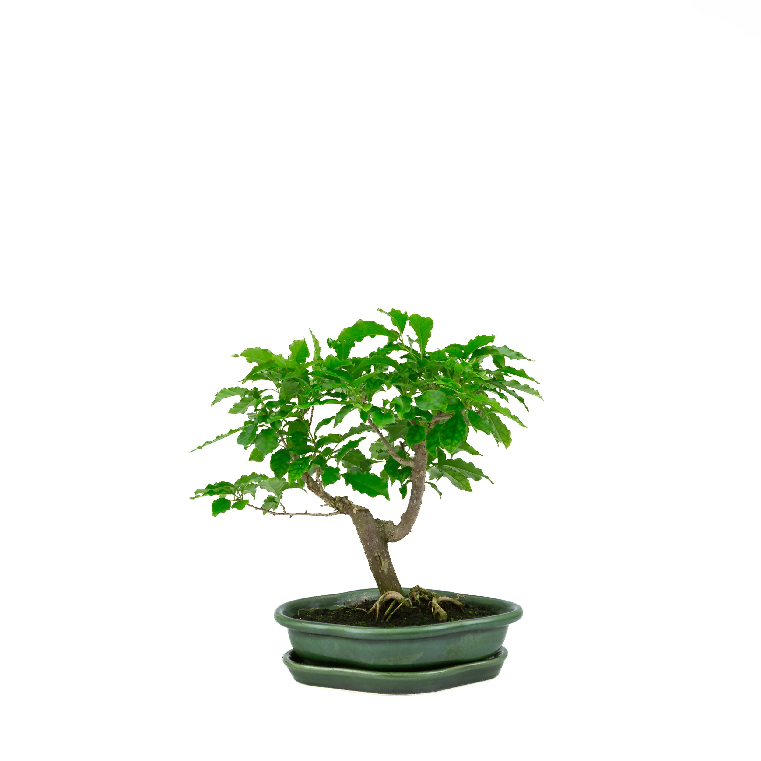 Bougainvillea glabra, hoogte ~28cm