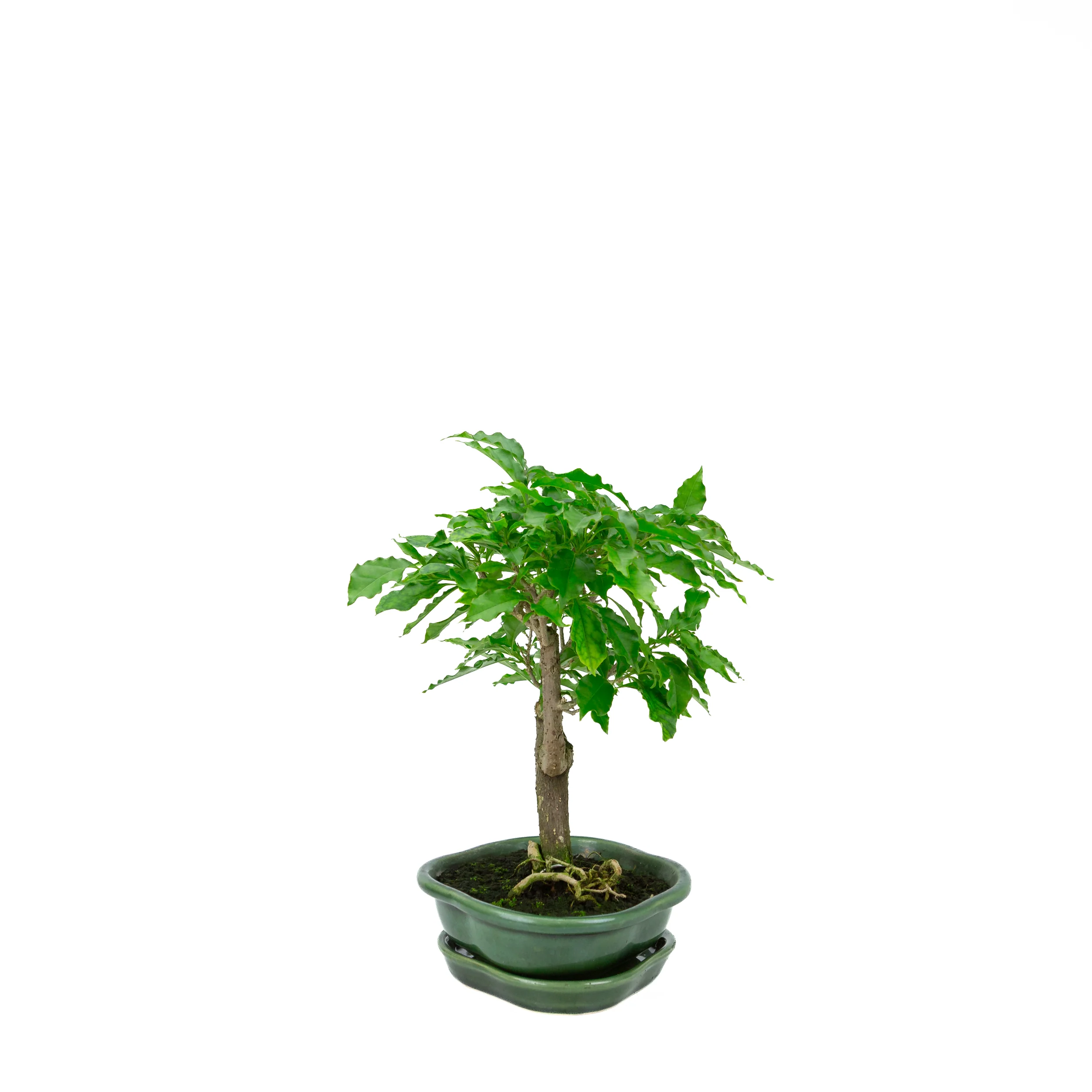 Bougainvillea glabra, hoogte ~28cm - Image 2
