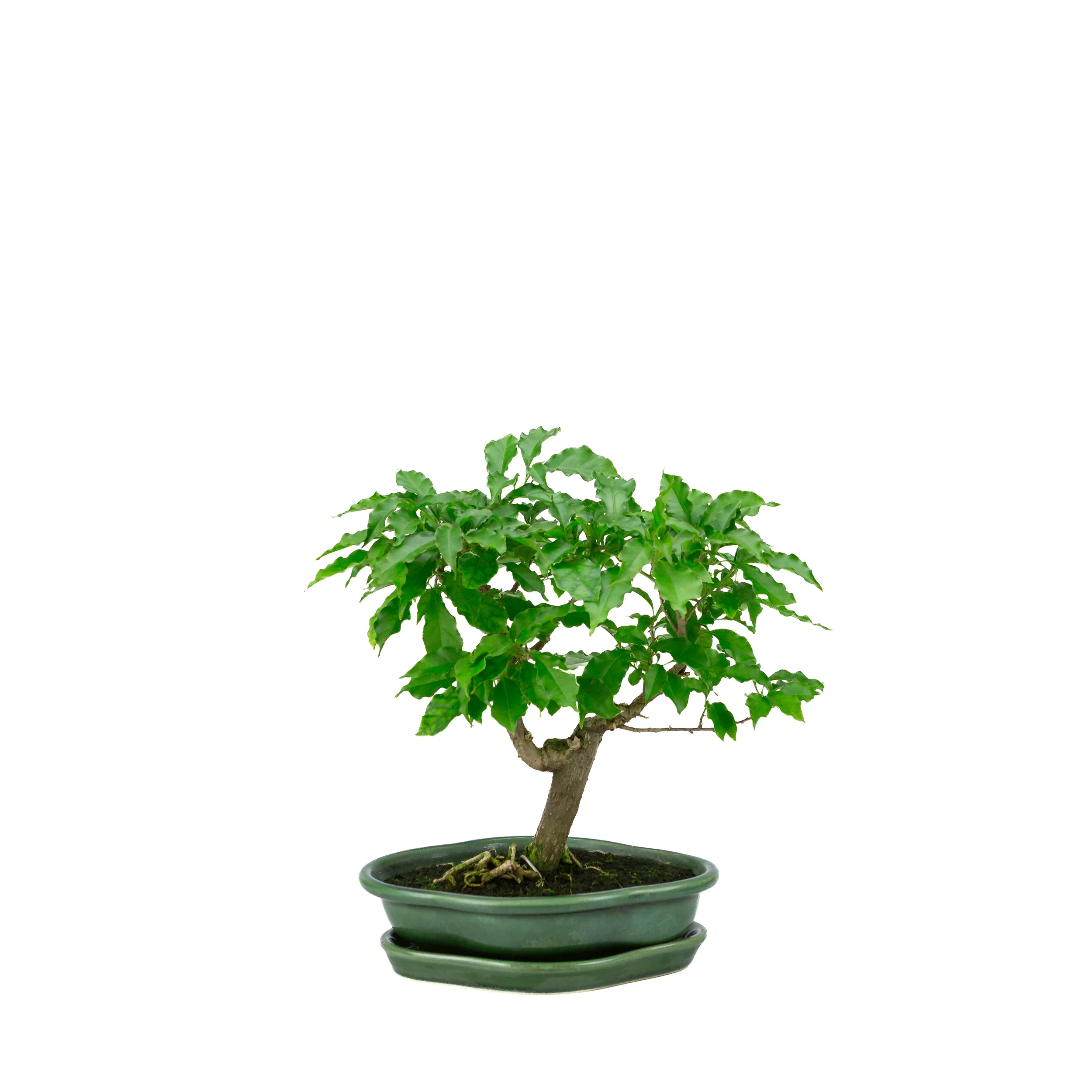 Bougainvillea glabra, hoogte ~28cm - Image 3