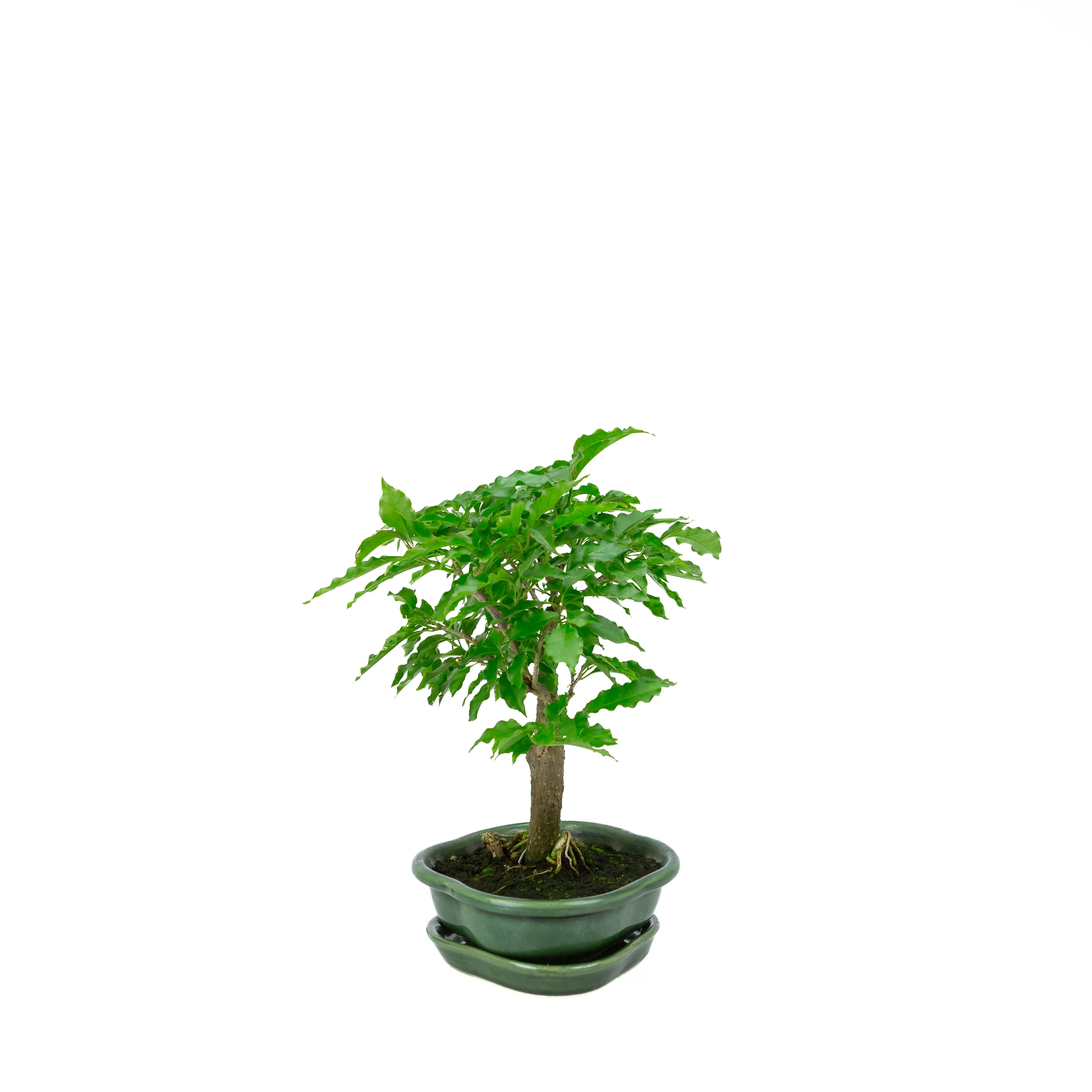 Bougainvillea glabra, hoogte ~28cm - Image 4