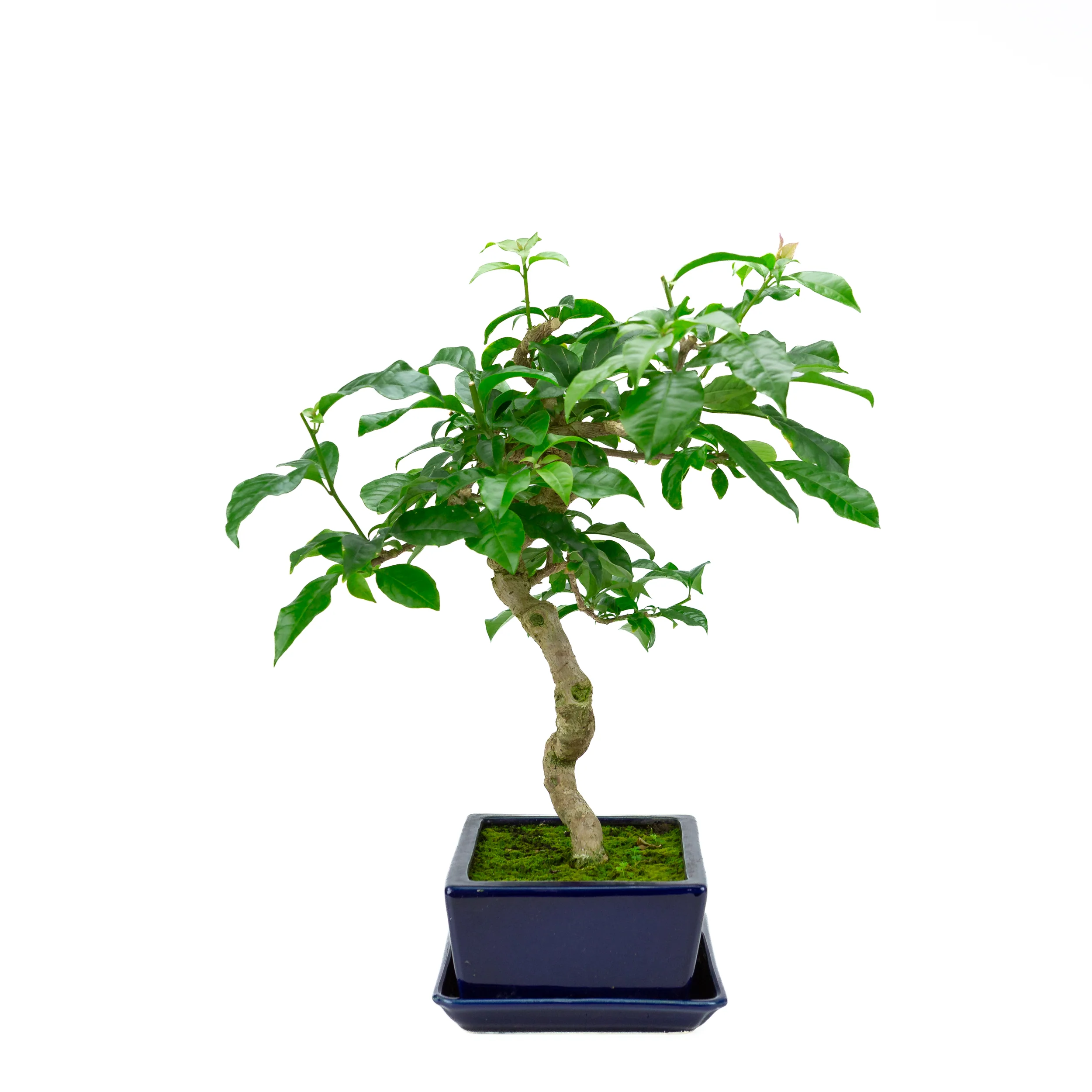 Bougainvillea glabra, hoogte ~44cm - Image 2