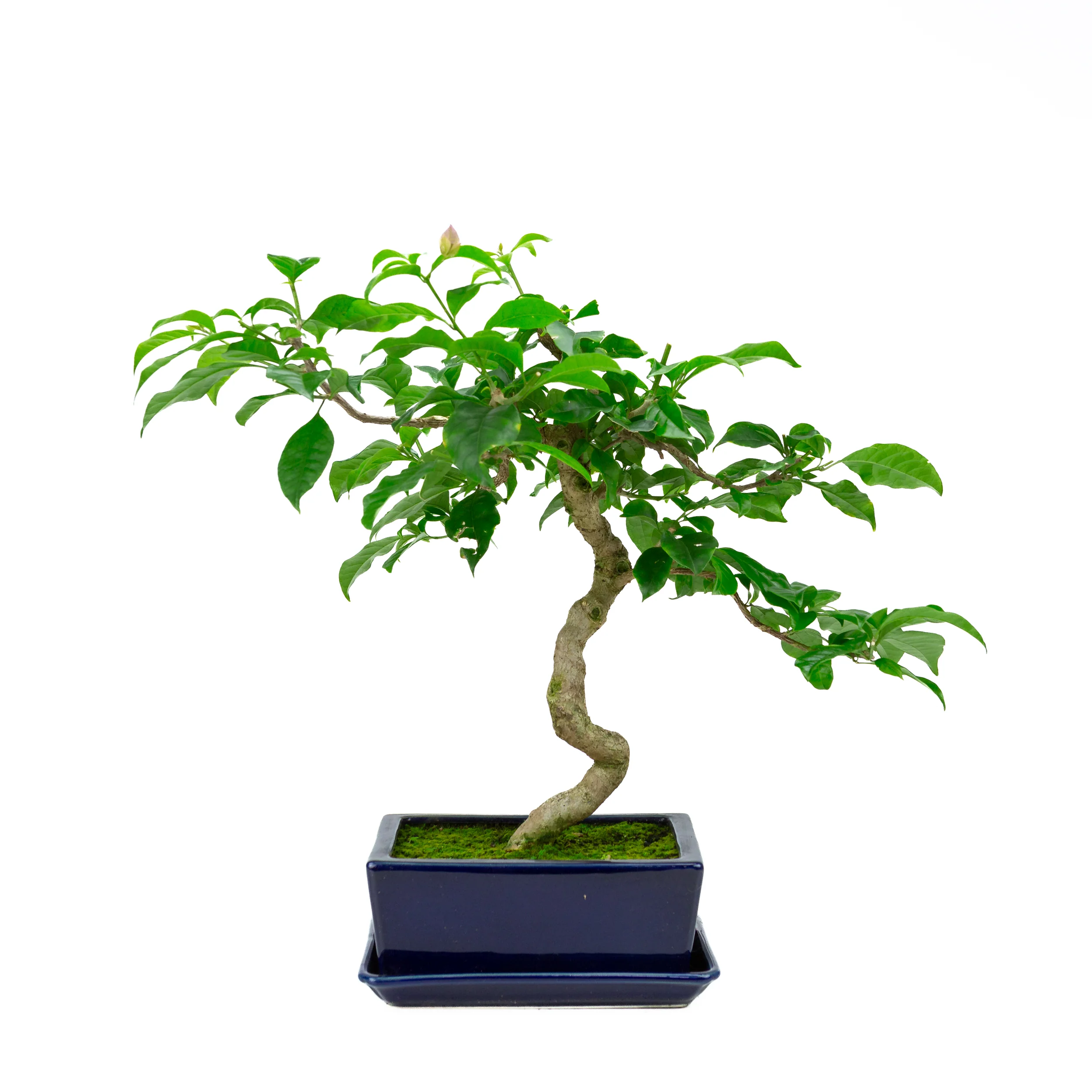 Bougainvillea glabra, hoogte ~44cm - Image 3