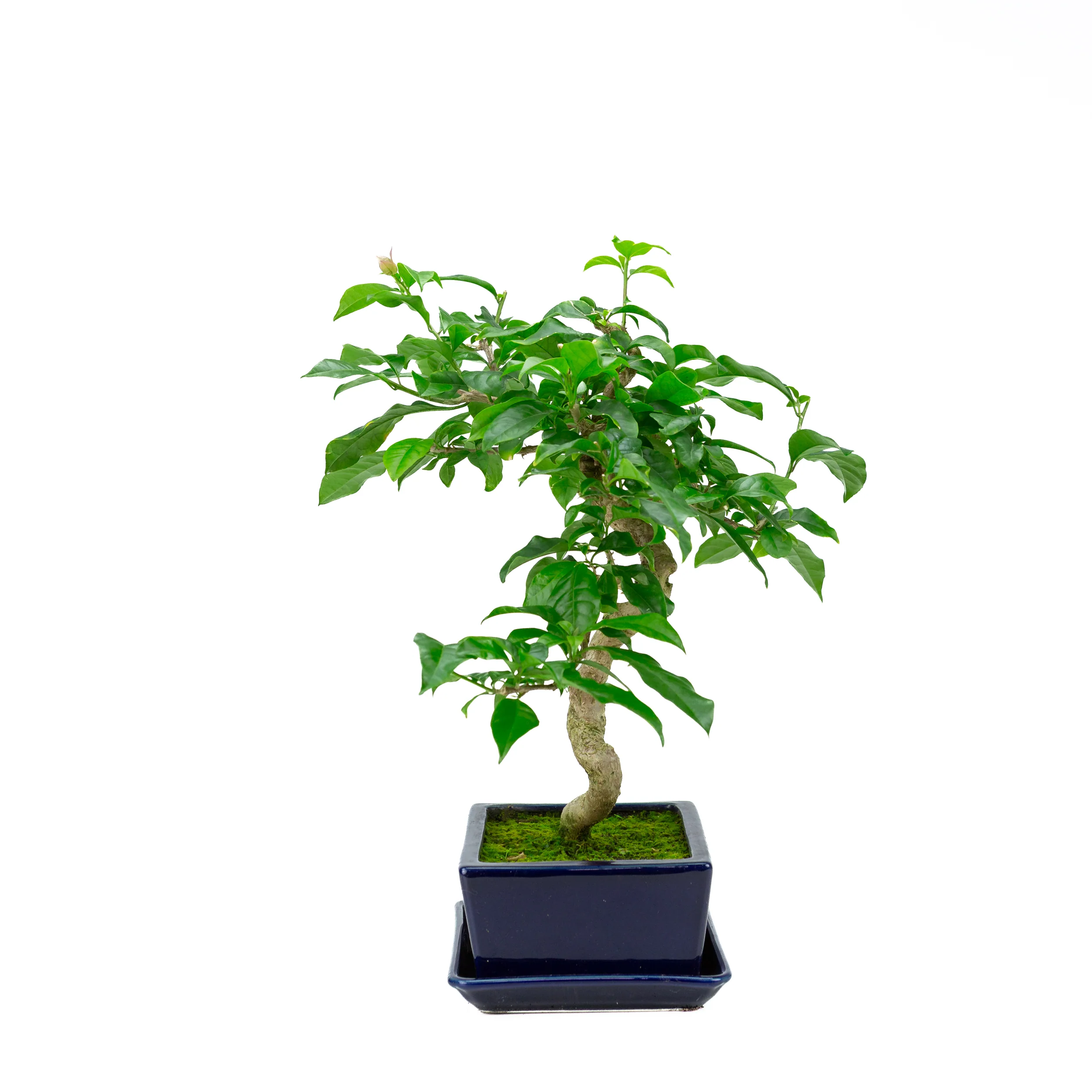 Bougainvillea glabra, hoogte ~44cm - Image 4
