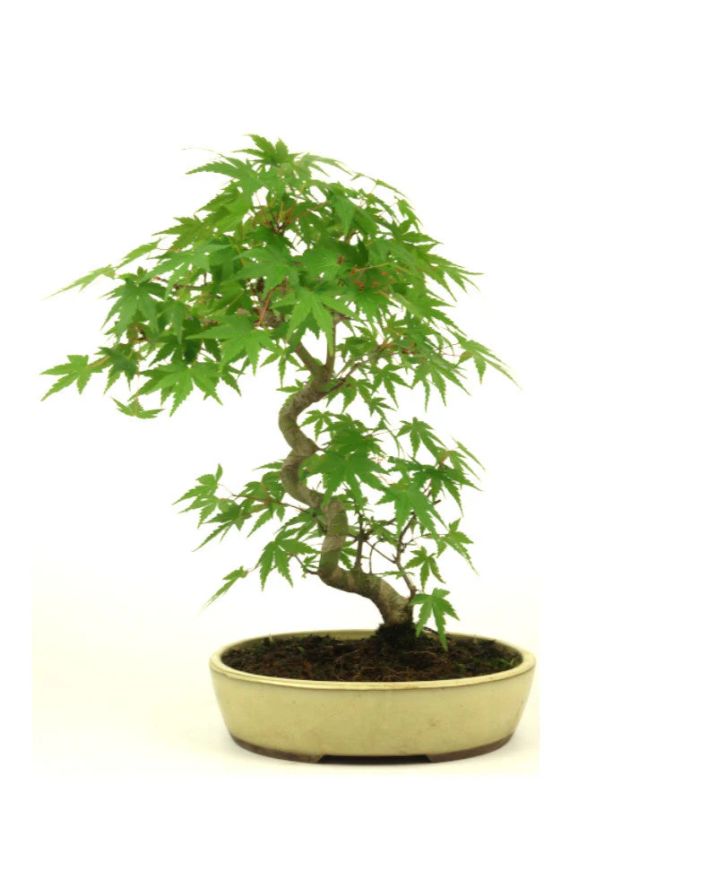 Acer palmatum creme ovale pot 20cm, hoogte ~36cm - Image 3
