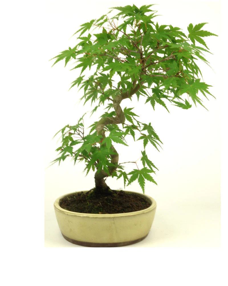 Acer palmatum creme ovale pot 20cm, hoogte ~36cm - Image 4