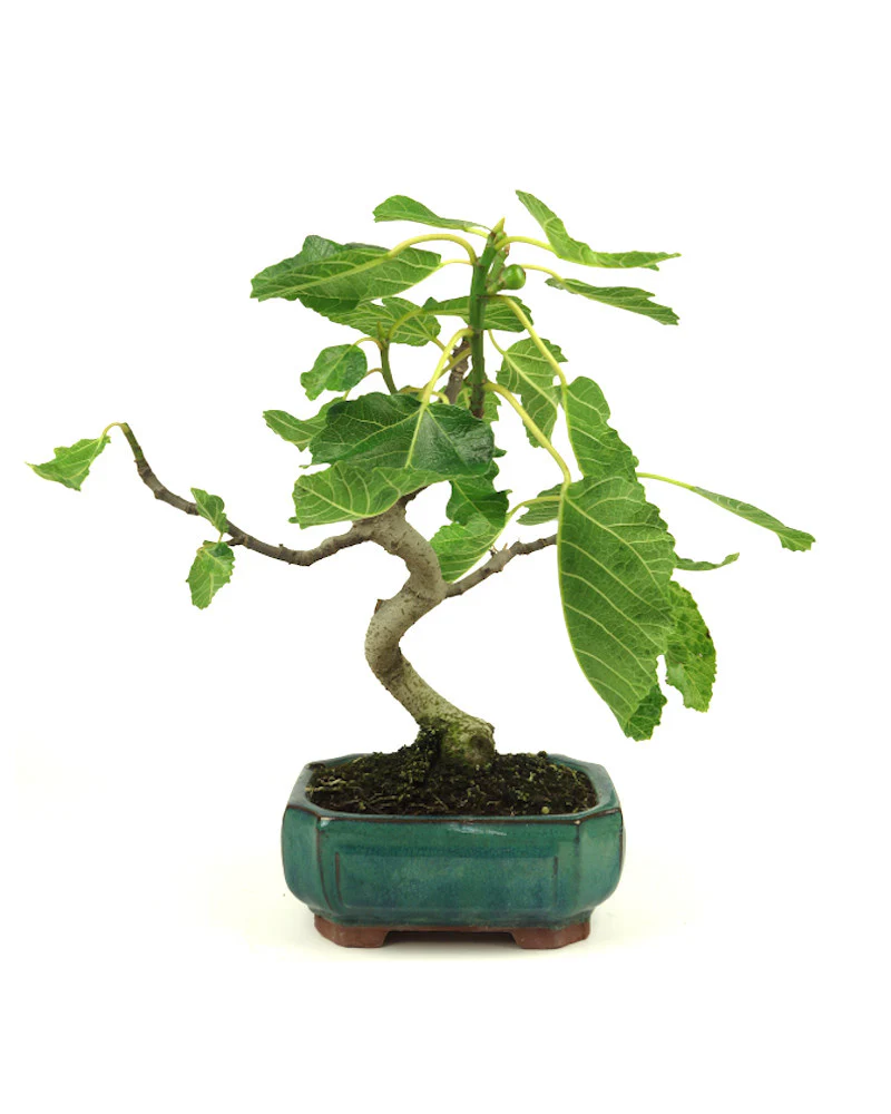 Miniatuur 1