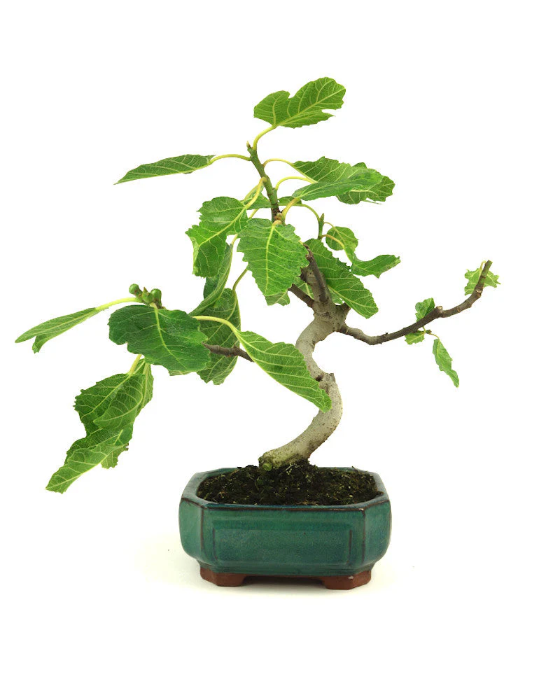 Miniatuur 2