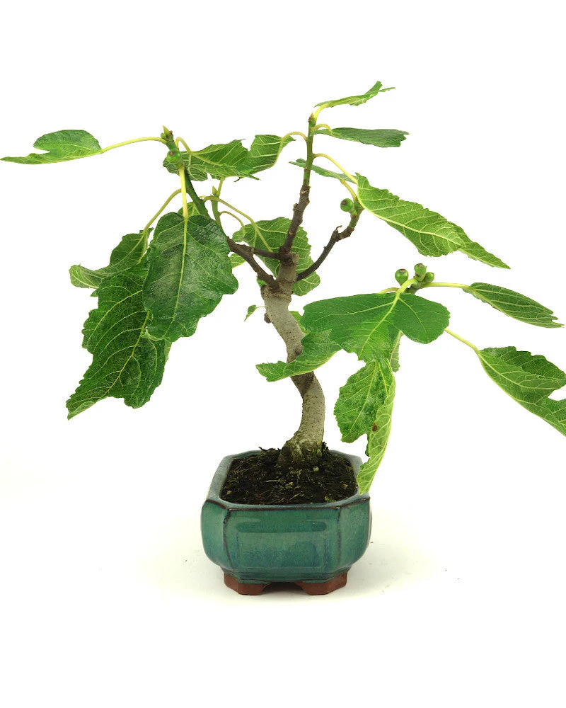 Ficus carica groene Mokko pot 15cm, hoogte 36cm - Image 3