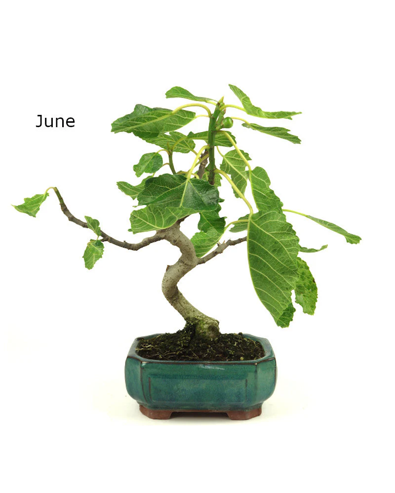 Ficus carica groene Mokko pot 15cm, hoogte 36cm - Image 4
