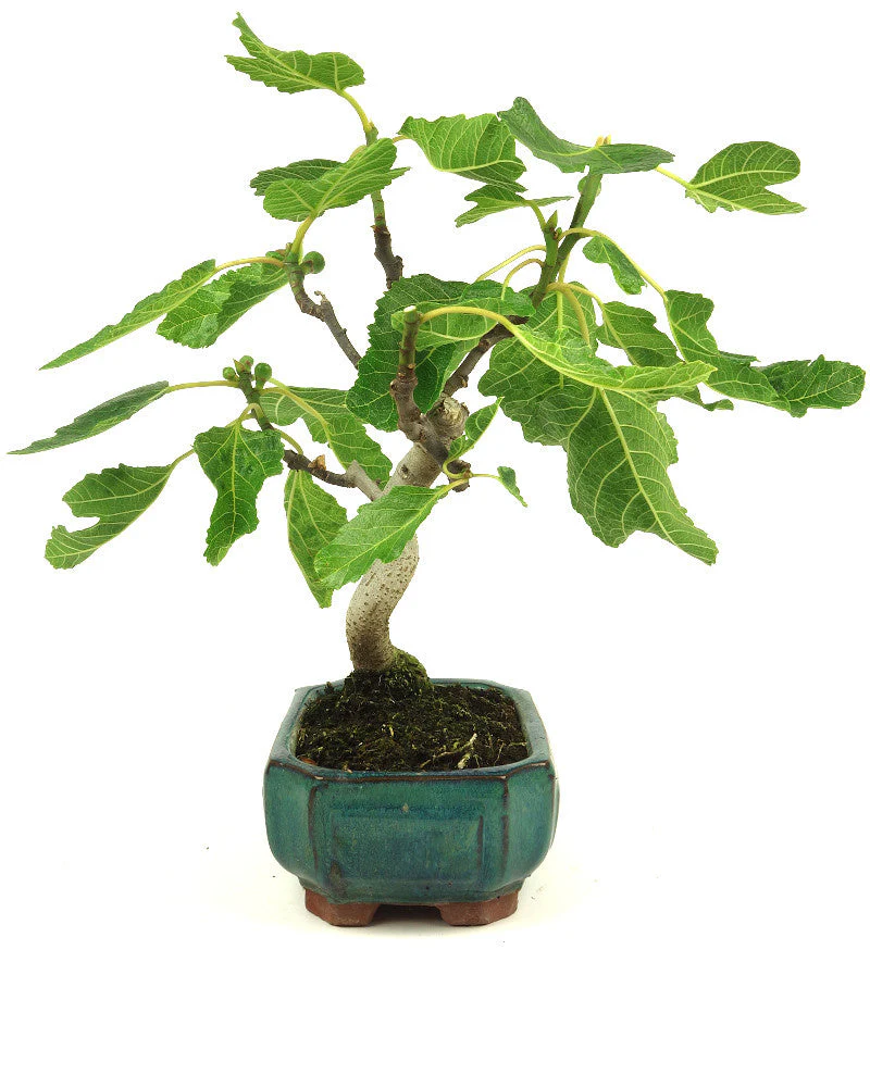 Ficus carica groene Mokko pot 15cm, hoogte 36cm - Image 5