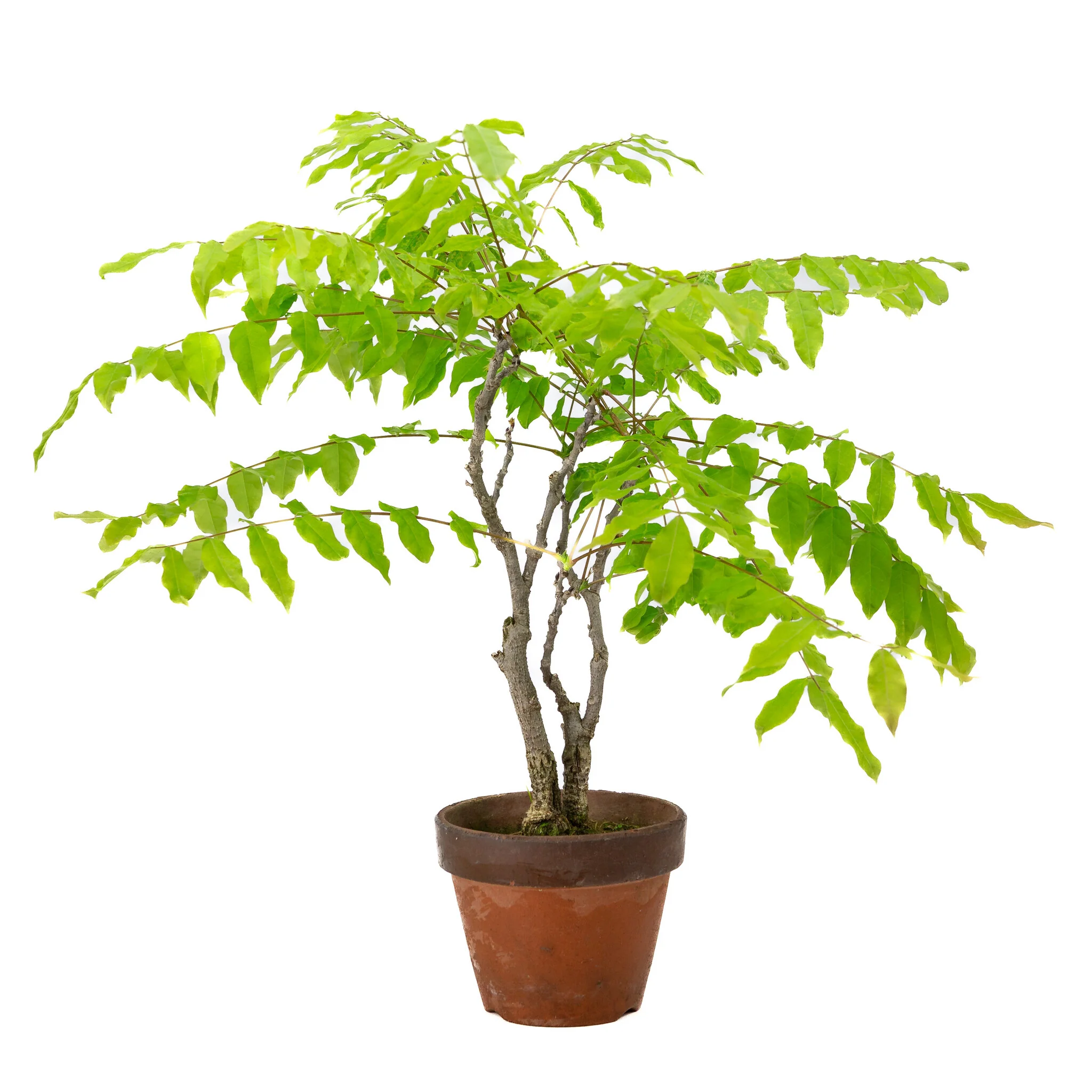 Wisteria floribunda terracotta pot 12cm, hoogte ~44cm