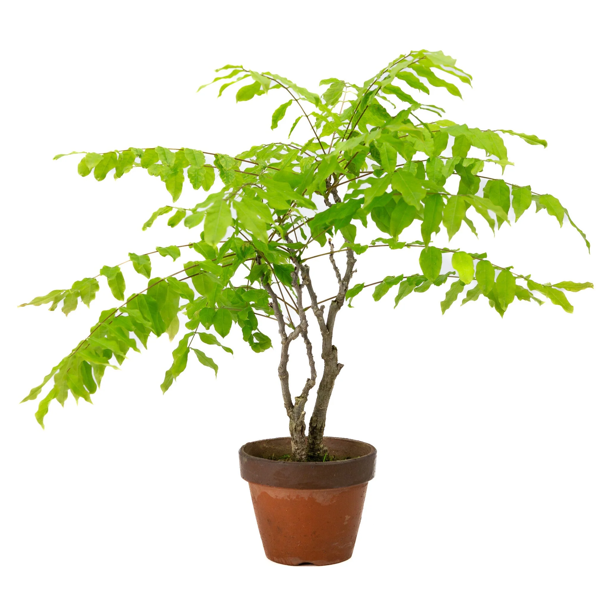 Wisteria floribunda terracotta pot 12cm, hoogte ~44cm - Image 2