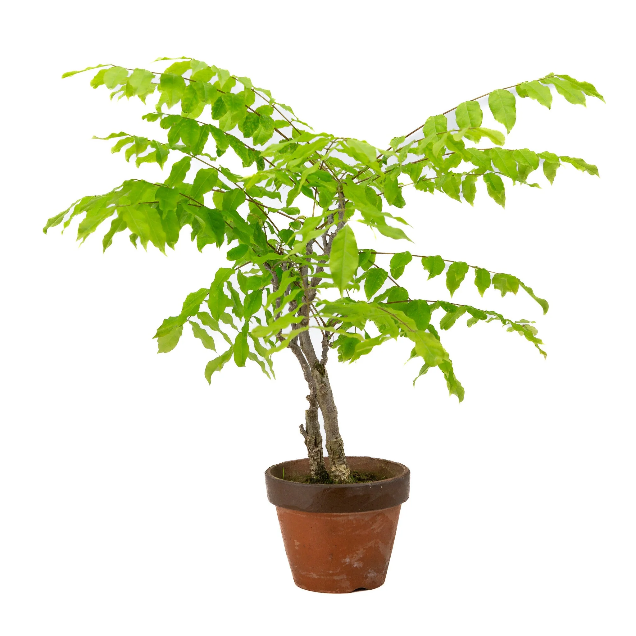 Wisteria floribunda terracotta pot 12cm, hoogte ~44cm - Image 3