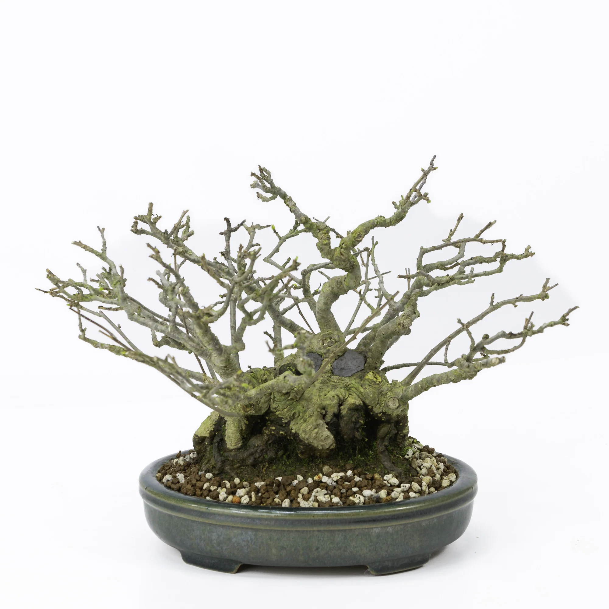 Miniatuur 1