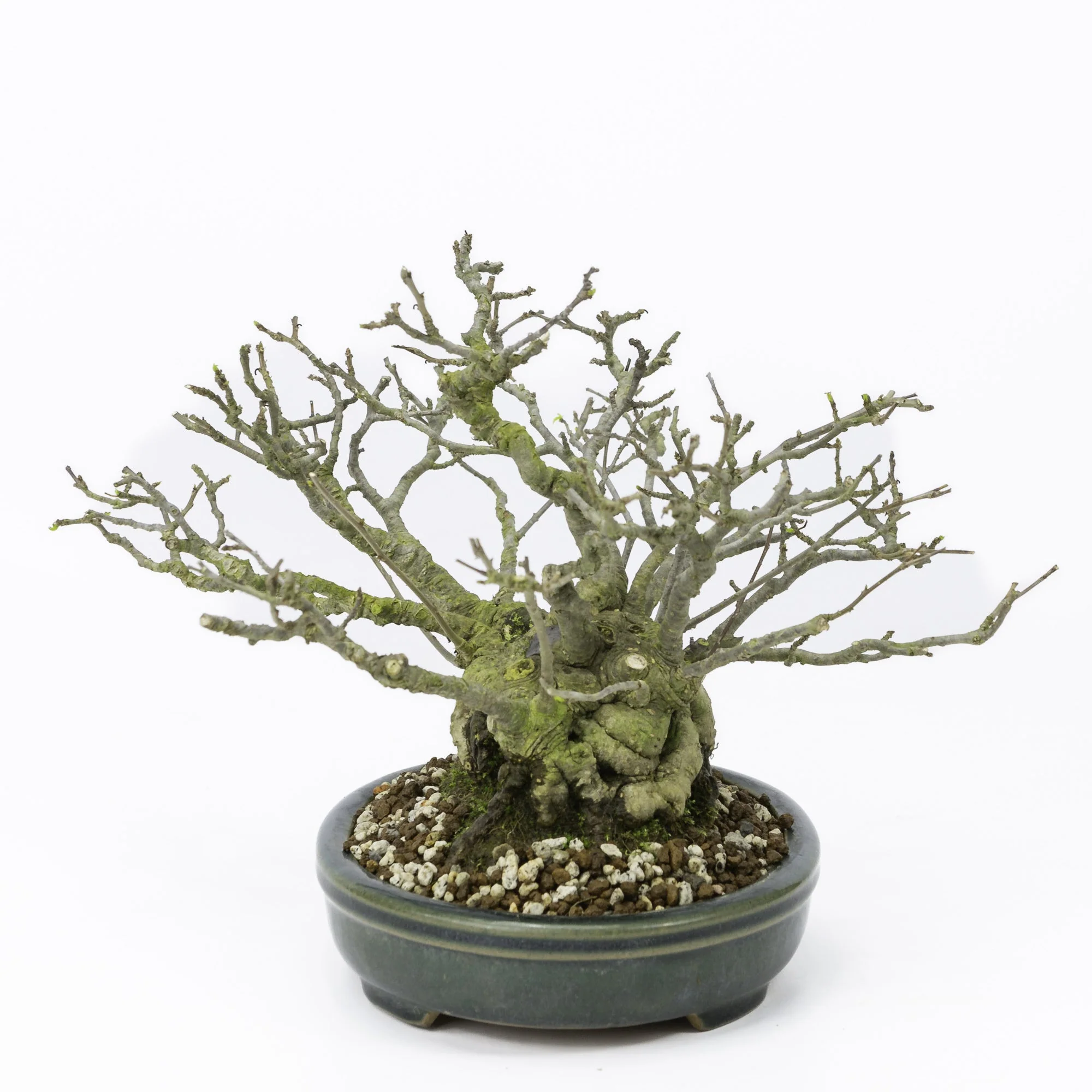Miniatuur 2