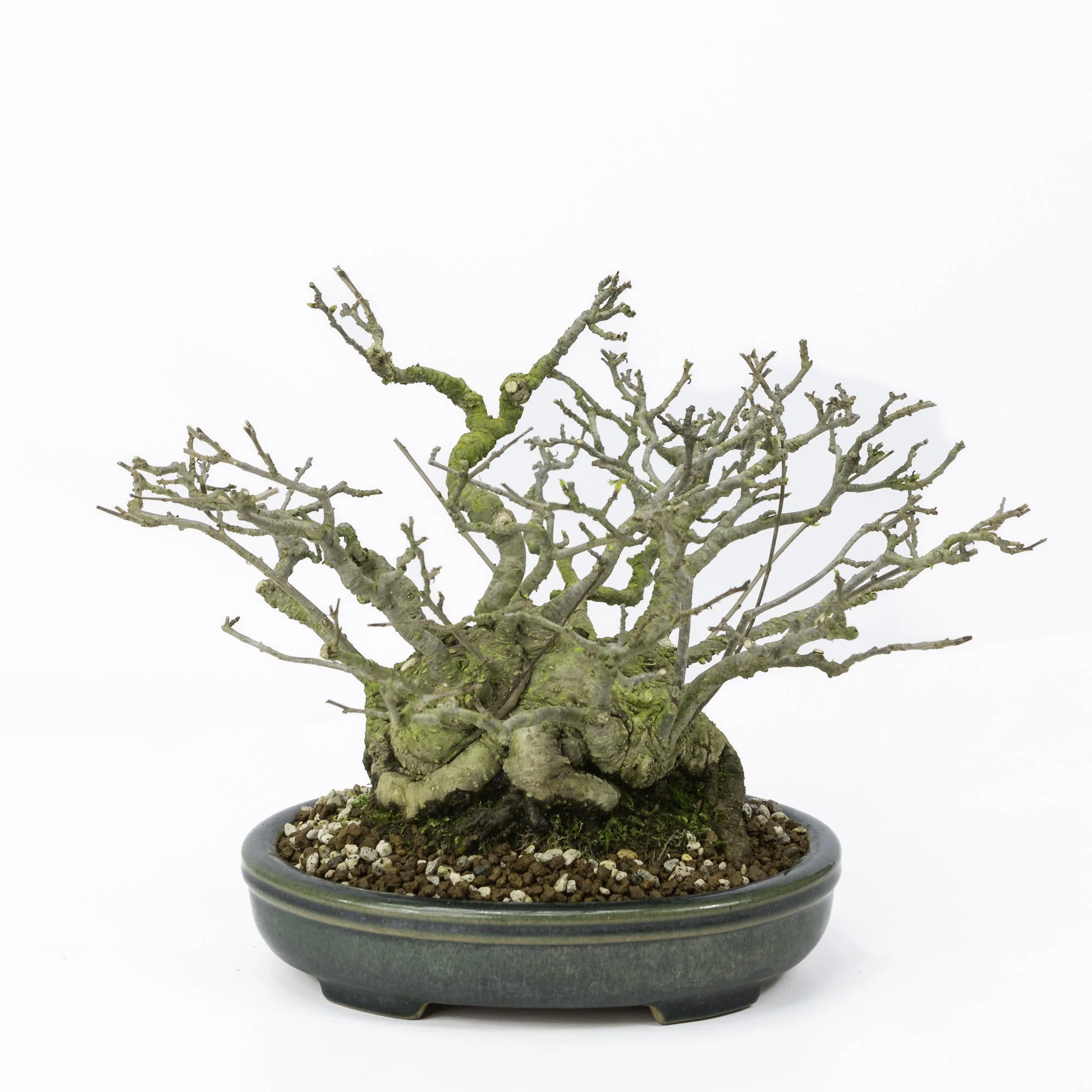 Ilex serrata umemodoki groene ovale pot 18cm, hoogte ~21cm - Image 3