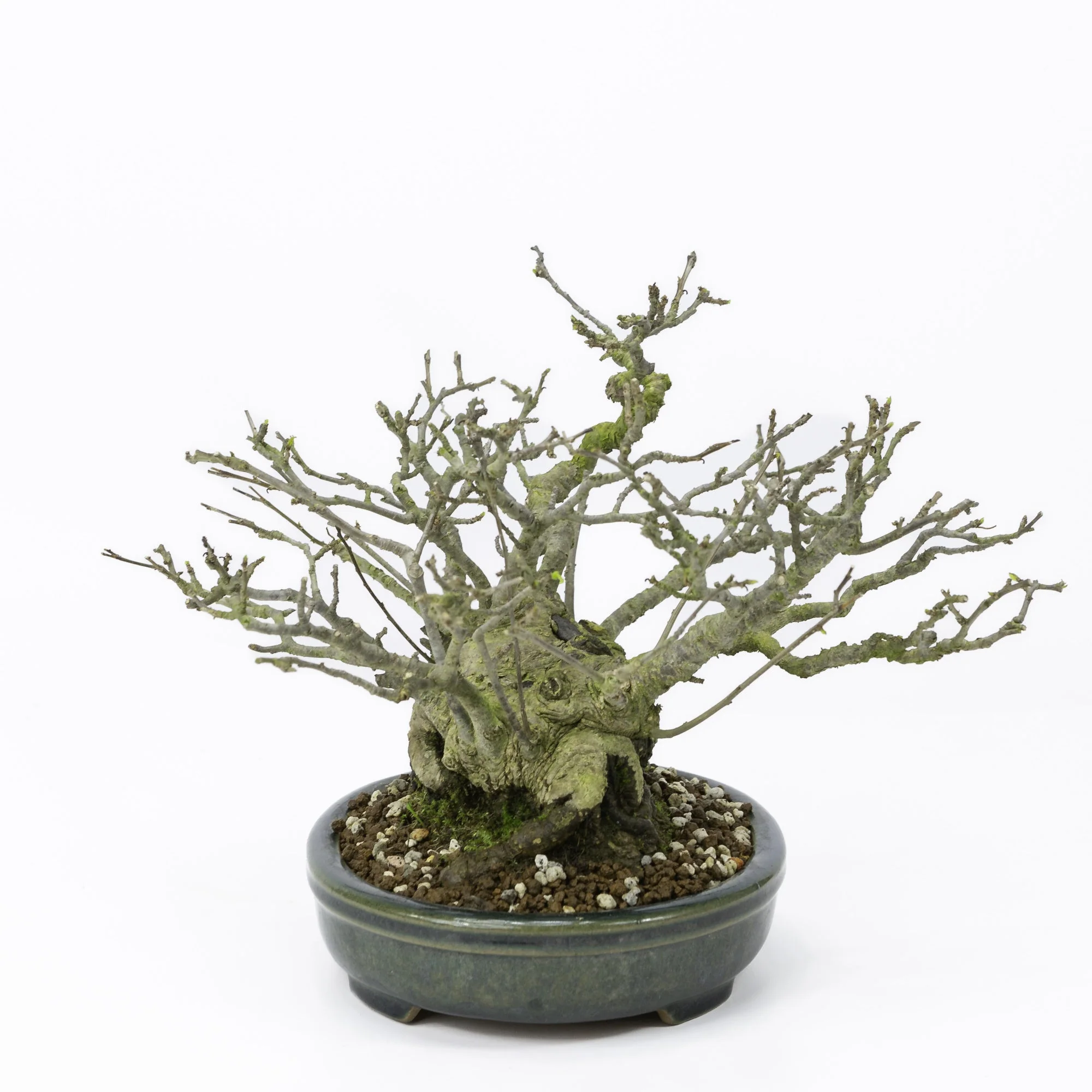 Ilex serrata umemodoki groene ovale pot 18cm, hoogte ~21cm - Image 4