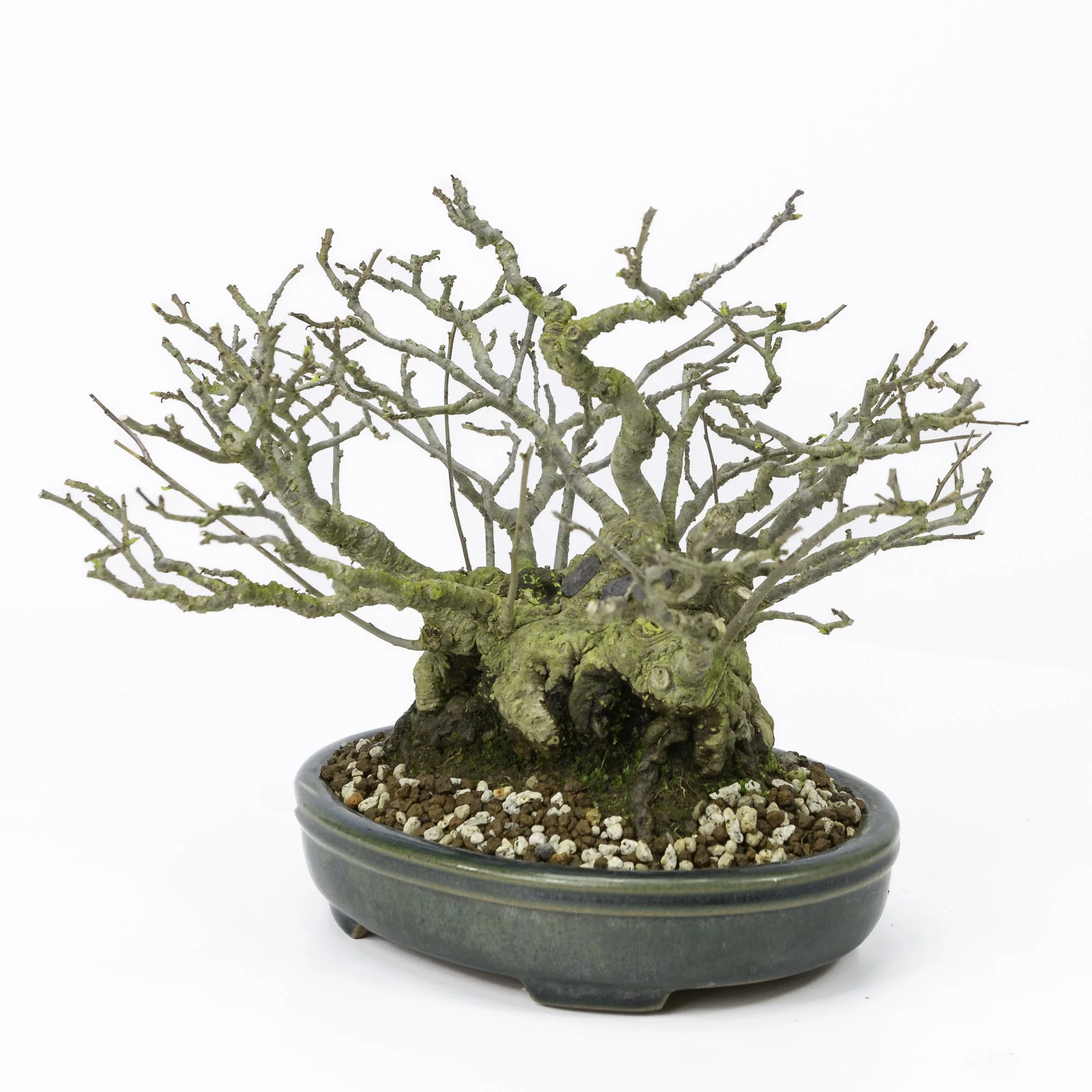 Ilex serrata umemodoki groene ovale pot 18cm, hoogte ~21cm - Image 5