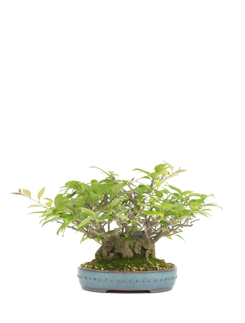 Ilex serrata umemodoki groene ovale pot 18cm, hoogte ~21cm - Image 6