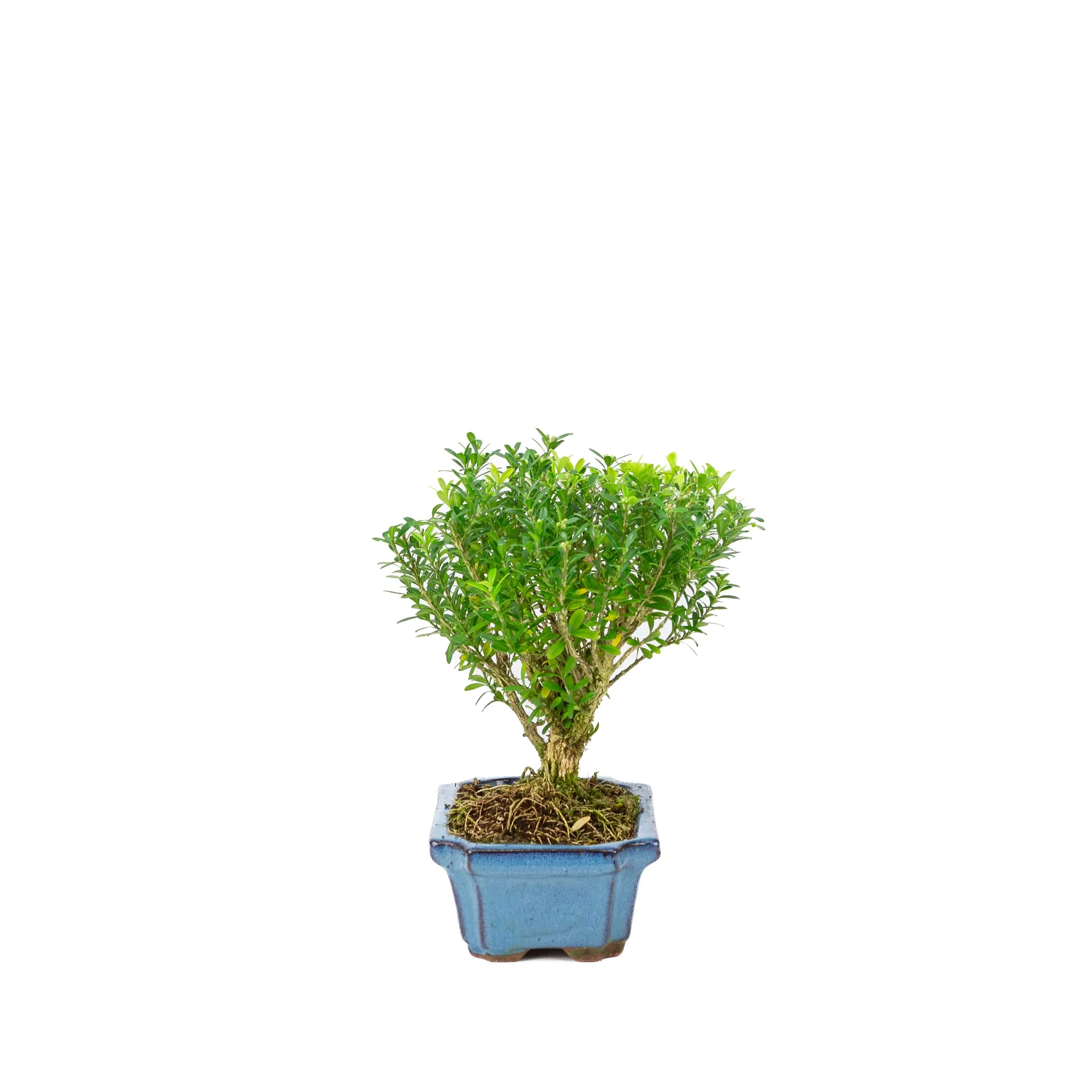 Buxus harlandii bezem vorm blauwe pot 15cm, hoogte ~22cm - Image 2