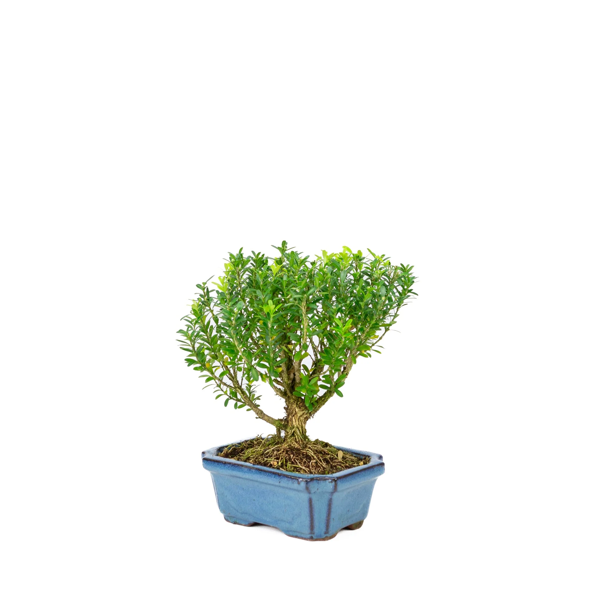 Buxus harlandii bezem vorm blauwe pot 15cm, hoogte ~22cm - Image 3