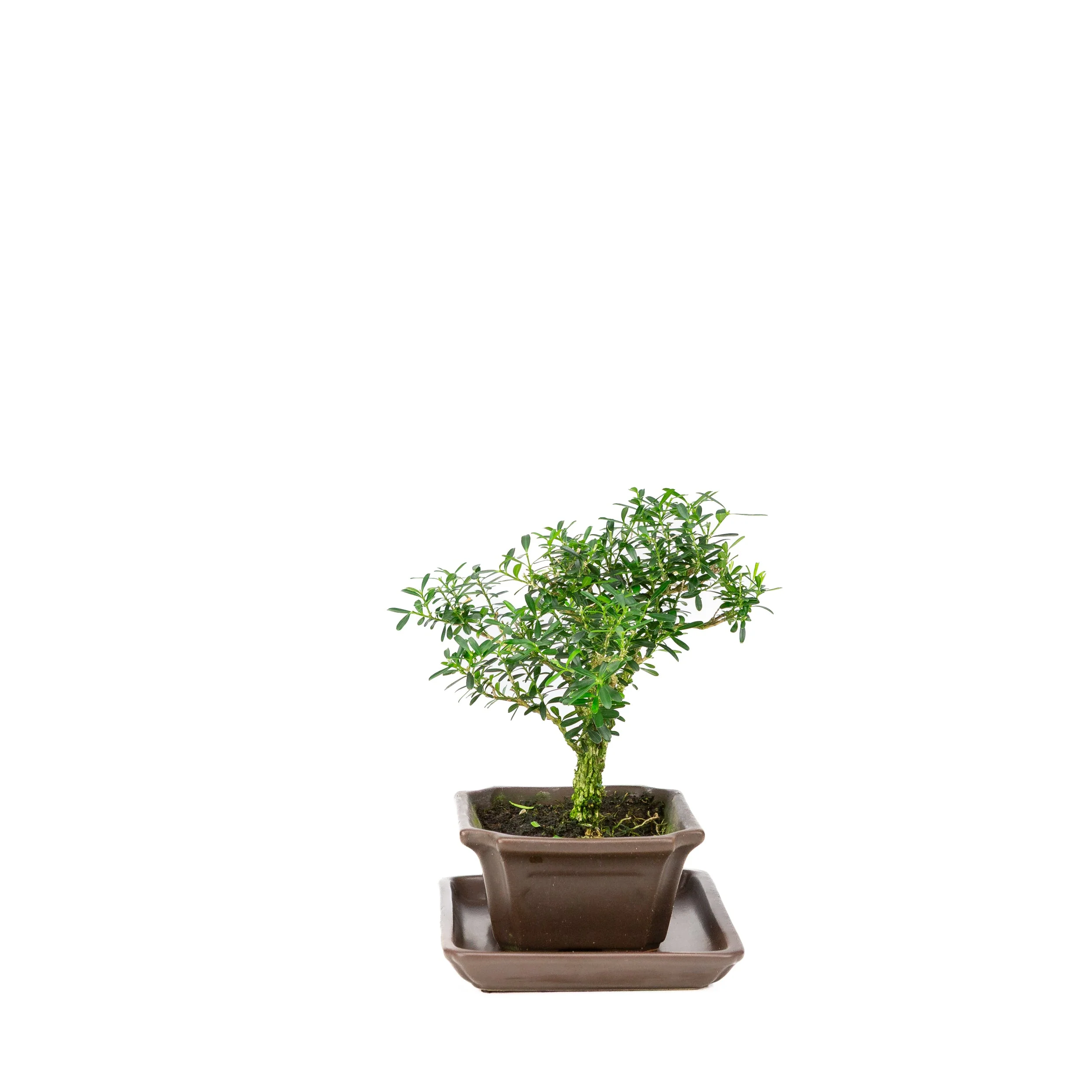 Buxus harlandii Bonsai in blauwe pot 13cm, hoogte ~21cm - Image 2